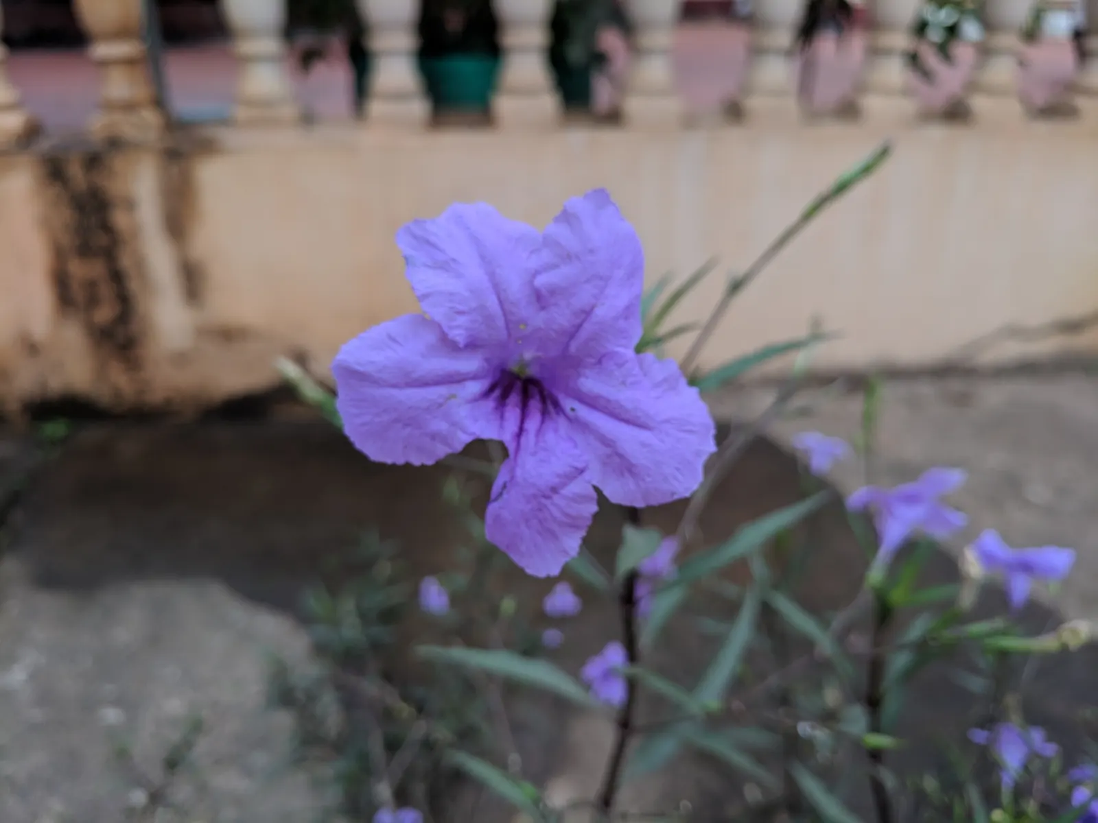 Mexican Ruellia (Ruellia Brittoniana) — Tolerant to drought, it requires minimal maintenance; its robust nature allows it to adapt well to both full sun and