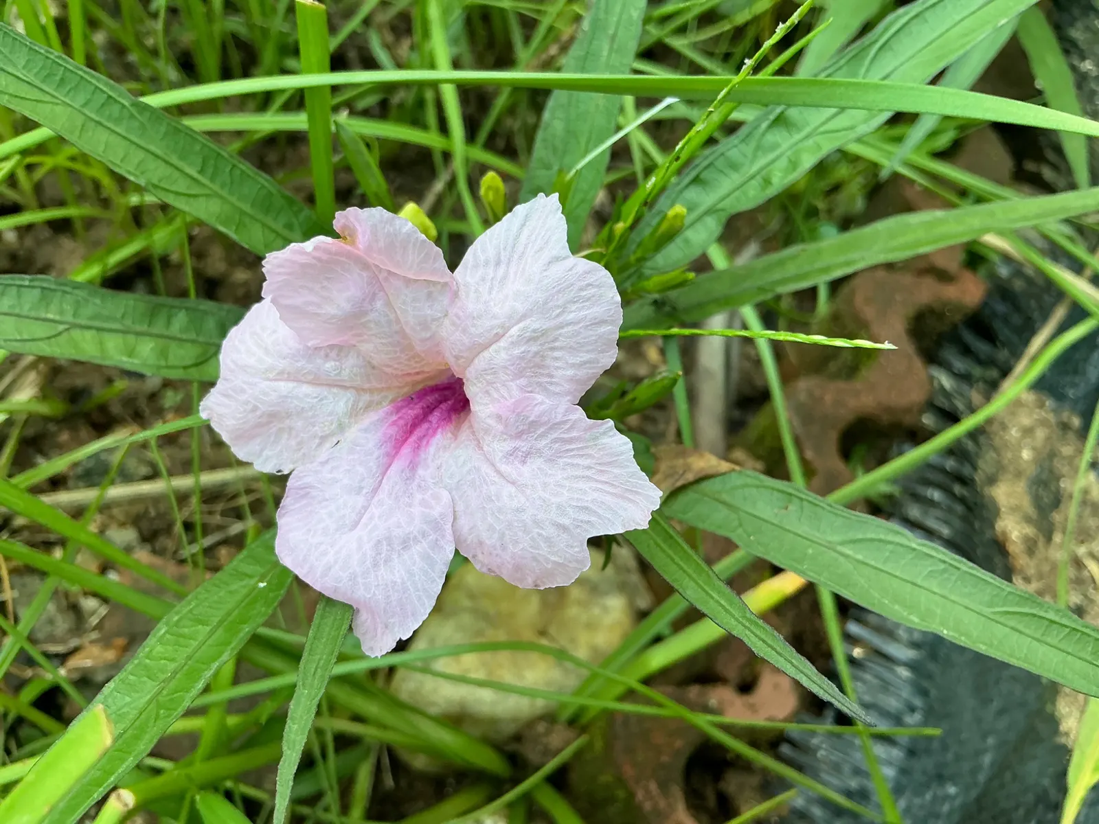 Mexican Ruellia (Ruellia Brittoniana) — is a vibrant evergreen perennial