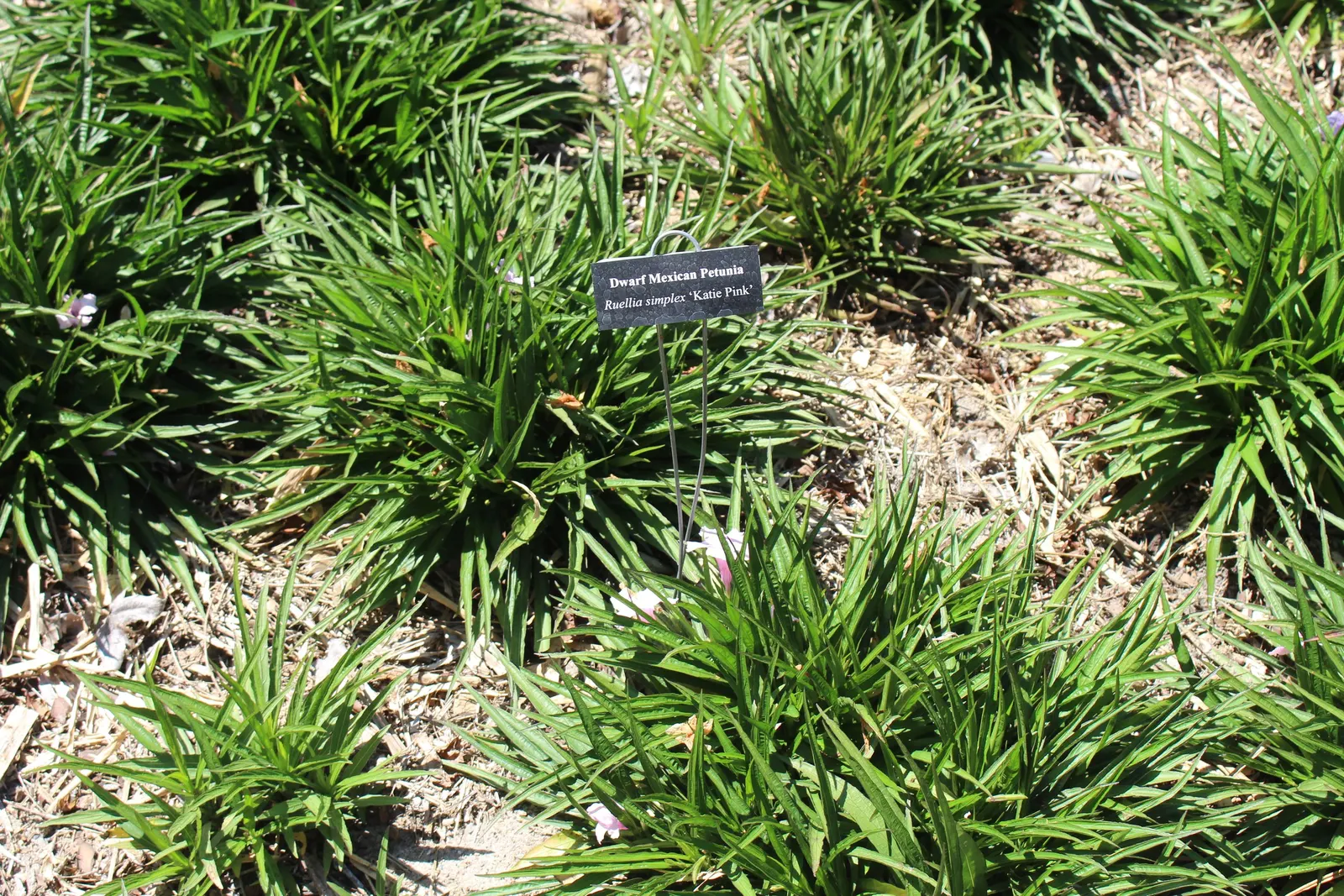 Mexican Ruellia (Ruellia Brittoniana) — petunia-like blooms and its ability to thrive in a variety of conditions; it's relatively pest and disease-free
