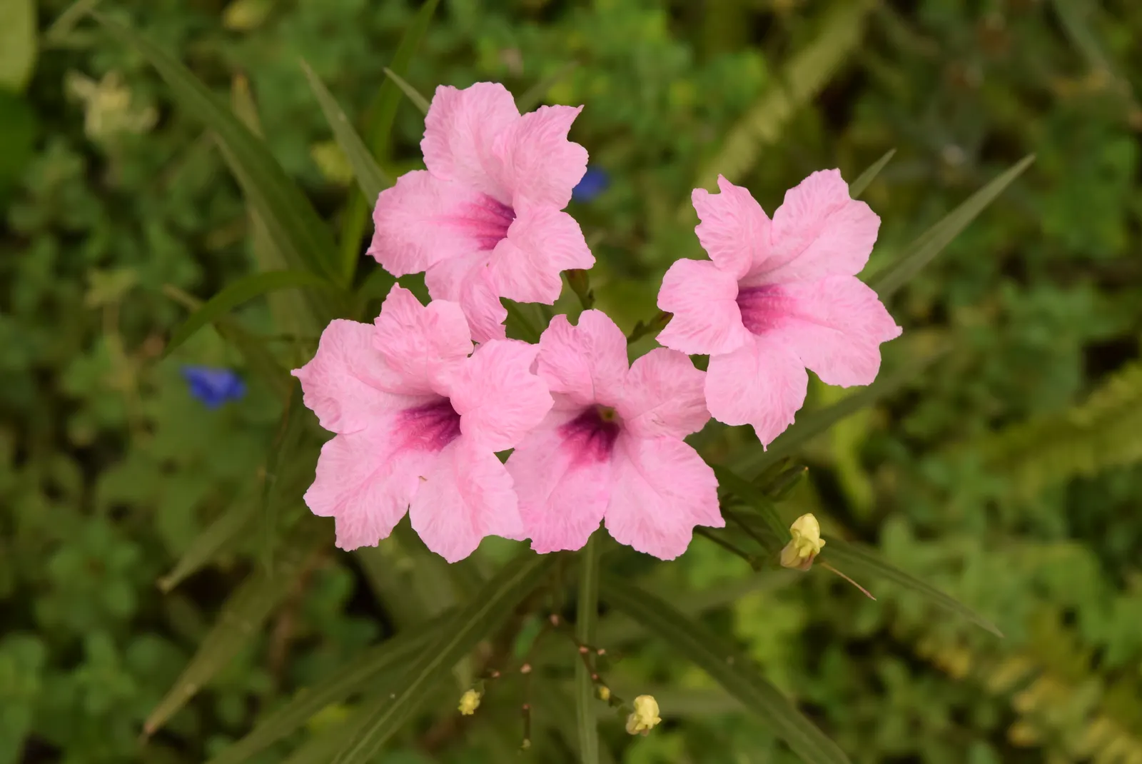 Mexican Ruellia (Ruellia Brittoniana) — the Mexican Ruellia presents an upright growth habit