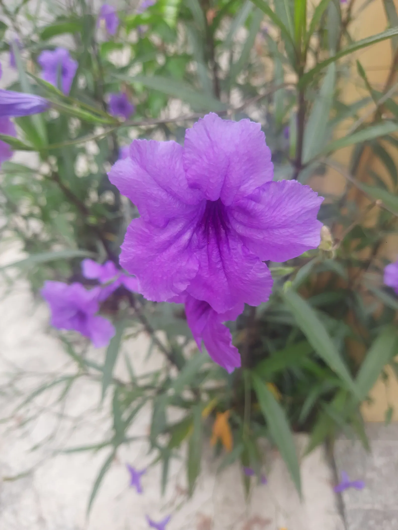 Mexican Ruellia (Ruellia Brittoniana) — Tolerant to drought, it requires minimal maintenance