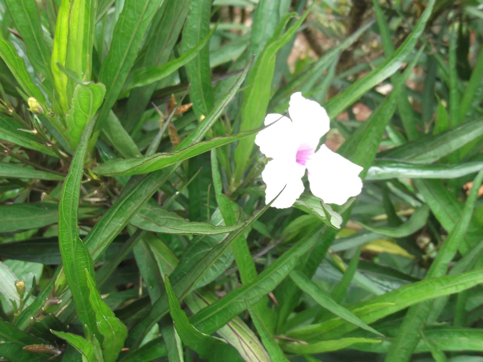 Mexican Ruellia (Ruellia Brittoniana) — so it's important to check local guidelines before planting.<br><br>Being a fast grower