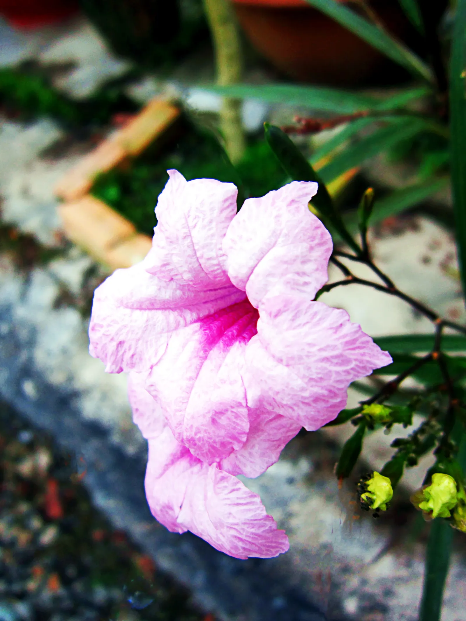 Mexican Ruellia (Ruellia Brittoniana) — It features lush lance-shaped leaves and striking trumpet-shaped purple flowers that bloom from summer to fall