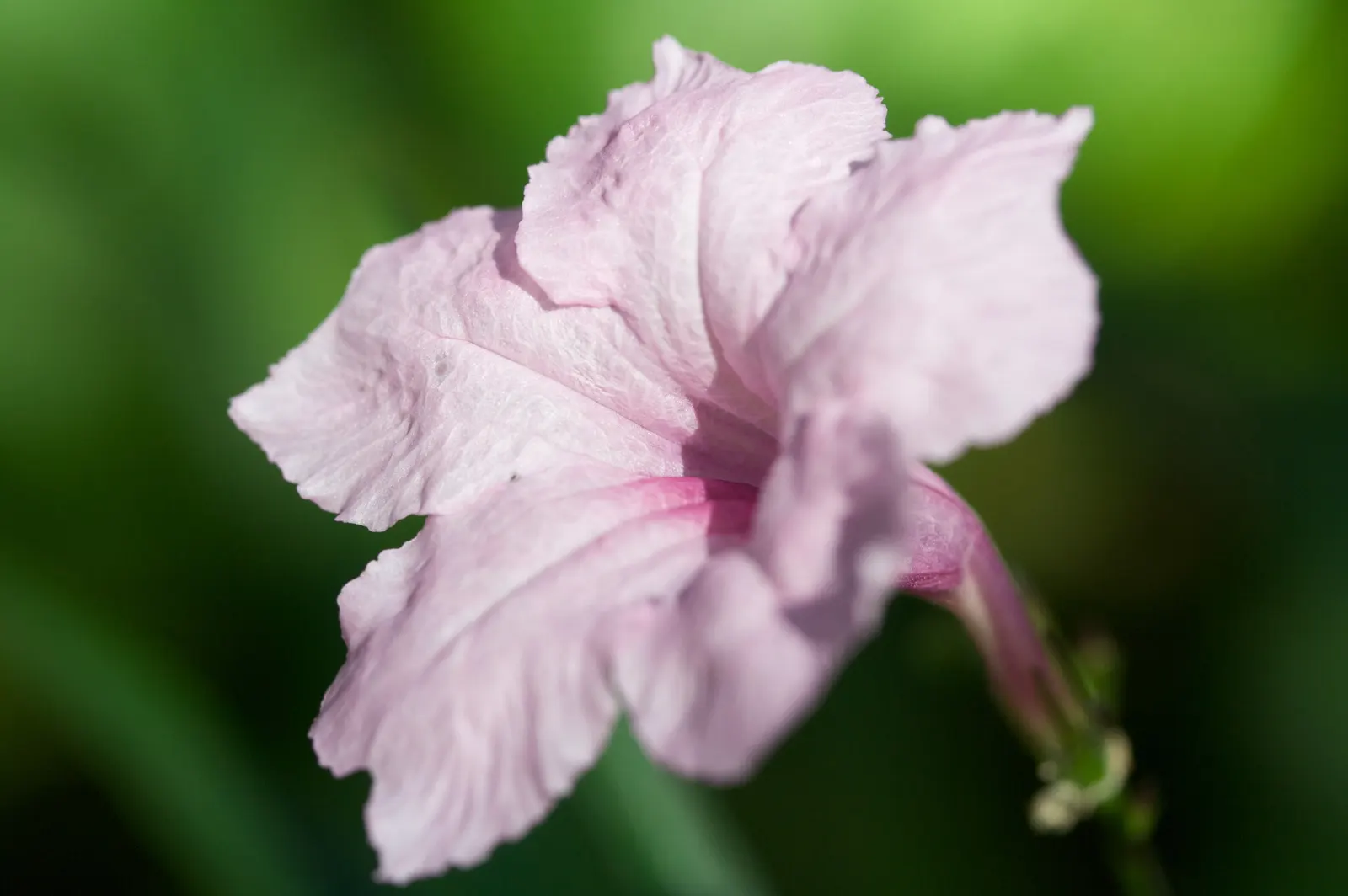 Mexican Ruellia (Ruellia Brittoniana) — making it an ideal choice for borders or as an accent; is a bold and vibrant perennial