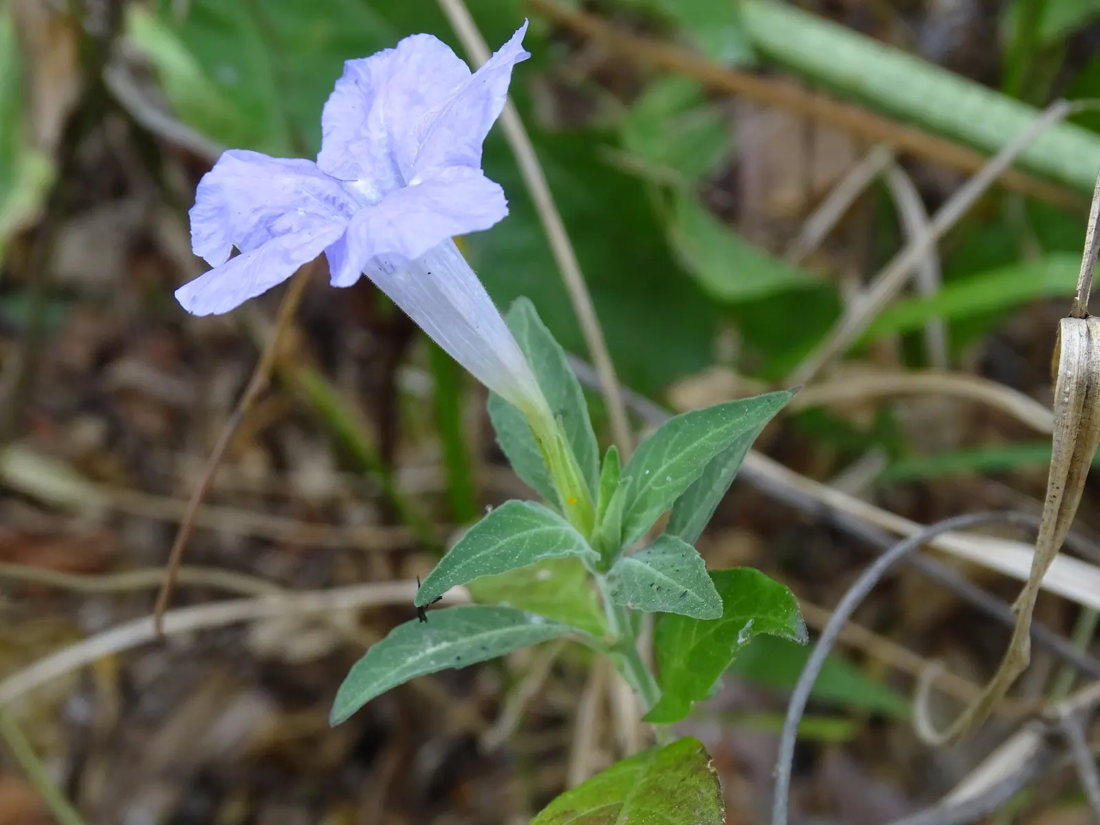 Mexican Ruellia (Ruellia Brittoniana) — This versatile plant can reach heights of 3 to 4 feet and spread 2 to 3 feet; perennial for full or half or shade