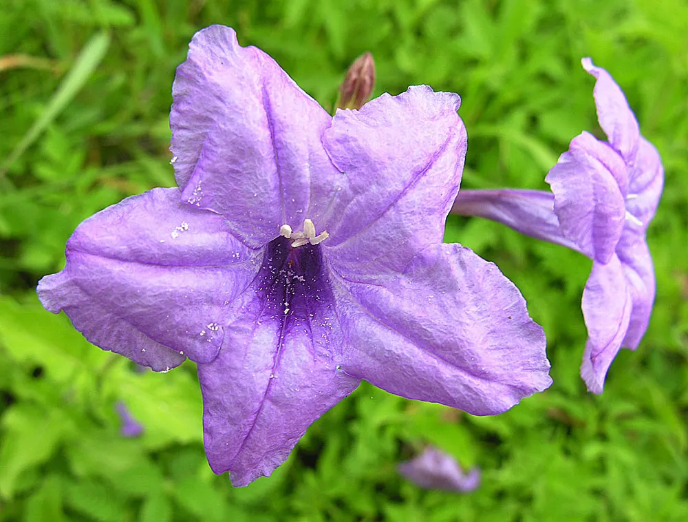 Mexican Ruellia (Ruellia Brittoniana) — is a bold and vibrant perennial