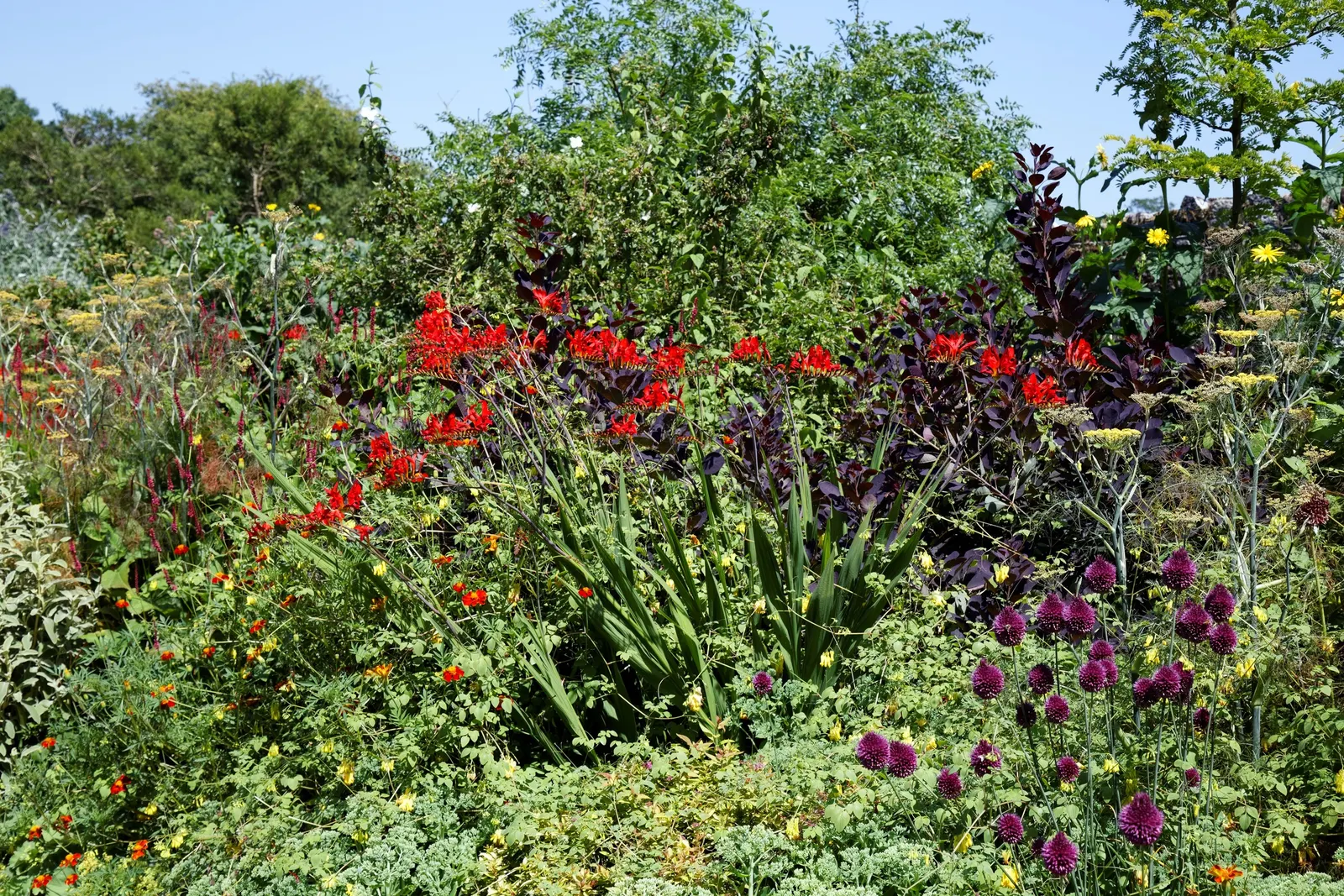 Montebretia (Crocosmia X Crocosmiiflora) — reminiscent of glowing embers