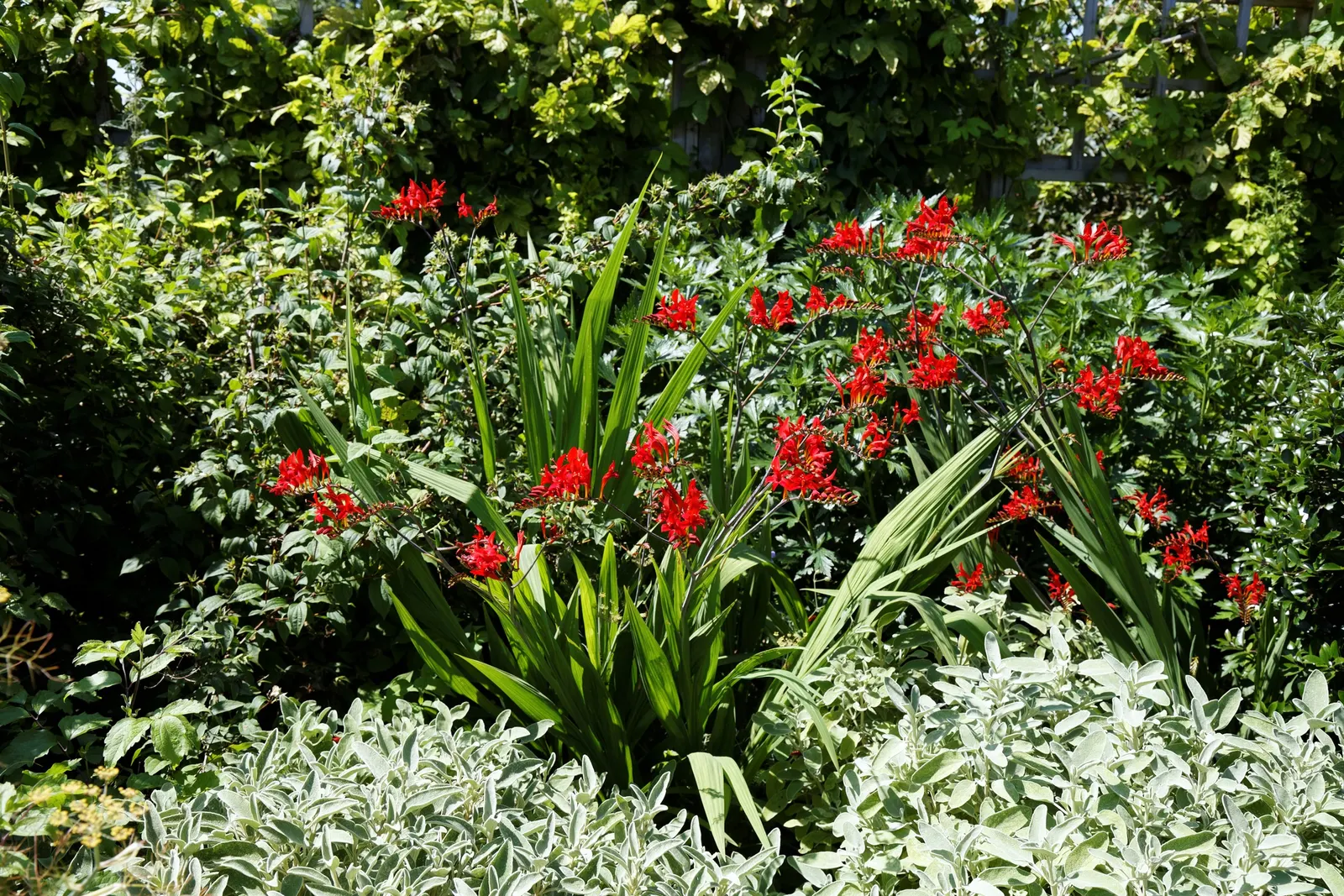 Montebretia (Crocosmia X Crocosmiiflora) — adding a touch of drama to bouquets with its bold colors and striking form.<br><br>Once established