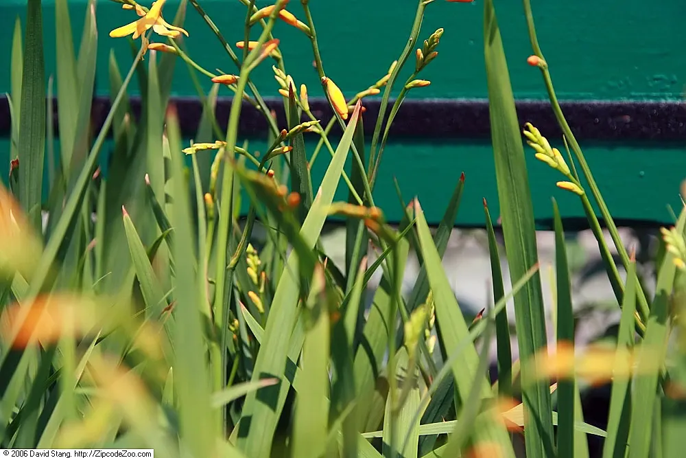Montebretia (Crocosmia X Crocosmiiflora) — In midsummer to early fall