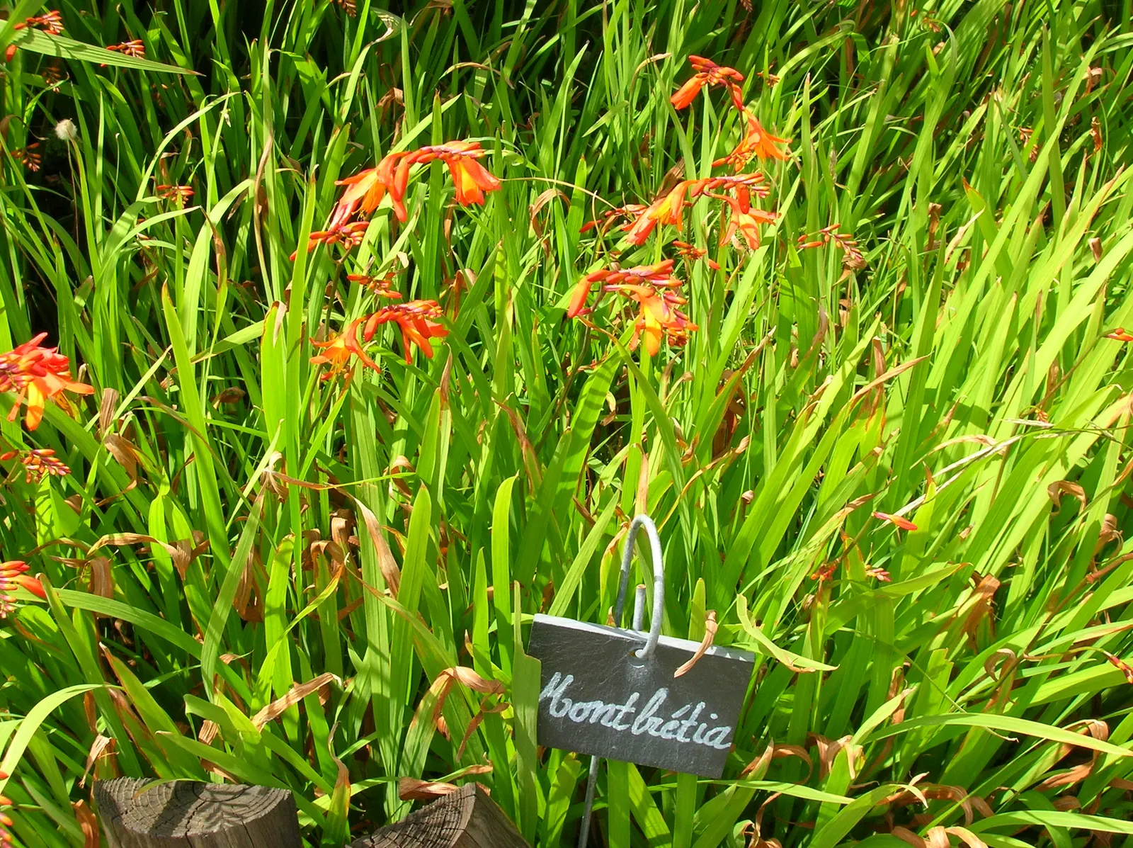 Montebretia (Crocosmia X Crocosmiiflora) — orange flowers in the garden