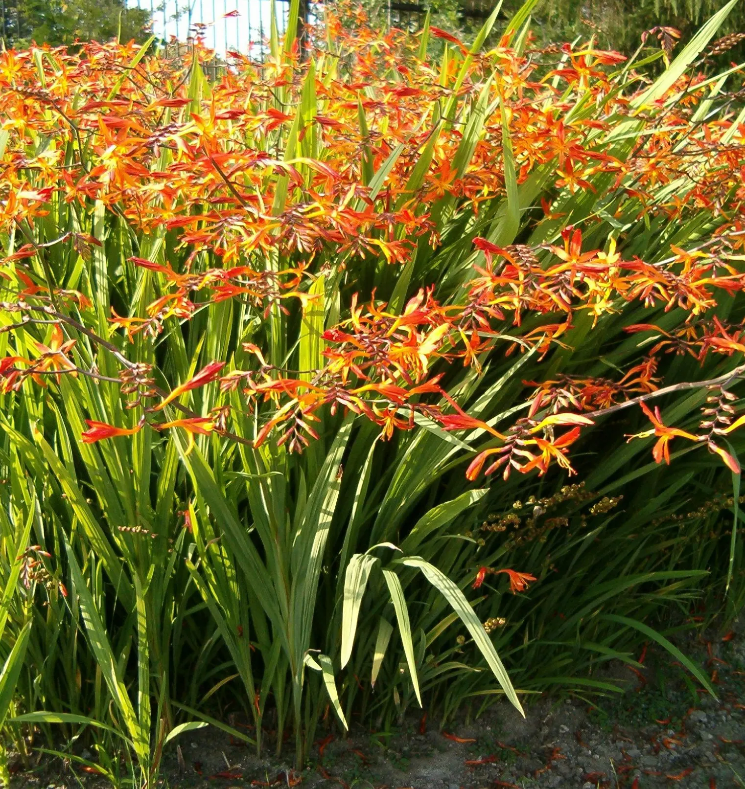 Montebretia (Crocosmia X Crocosmiiflora) — predominantly in hues of red; ideal for adding a splash of color to borders