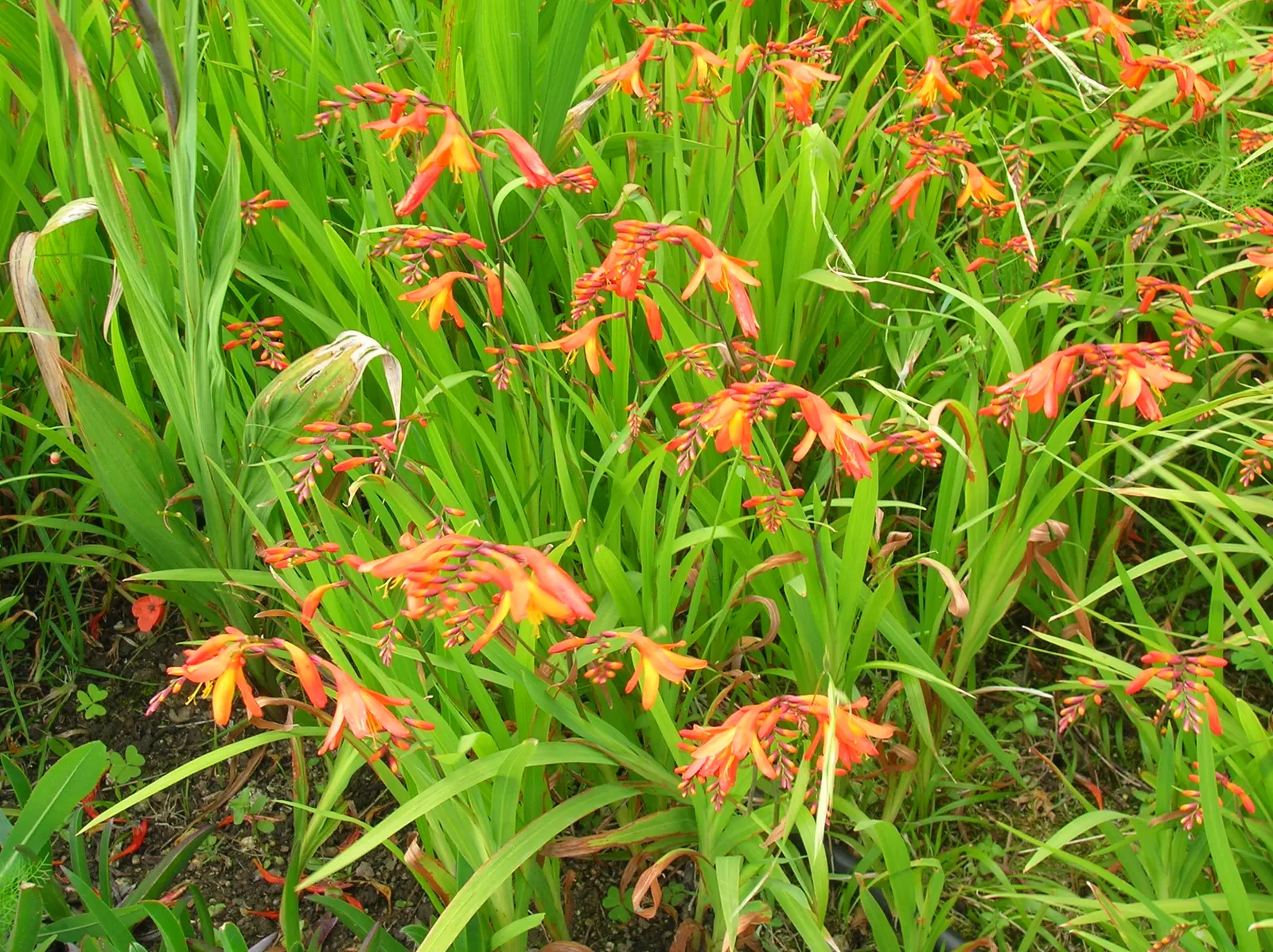 Montebretia (Crocosmia X Crocosmiiflora) — This perennial showcases vibrant, sword-shaped foliage, reaching about 2-4 feet tall with a spread of, image 30
