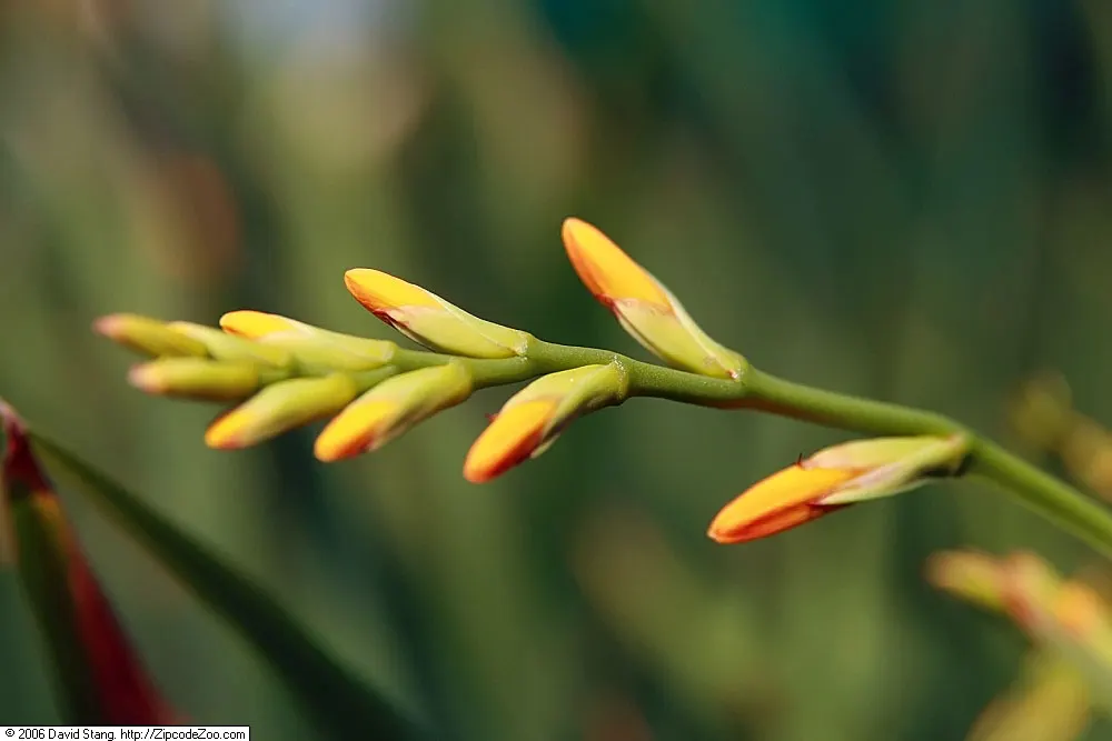 Montebretia (Crocosmia X Crocosmiiflora) — but it does benefit from being divided every 3 to 4 years to maintain vigor