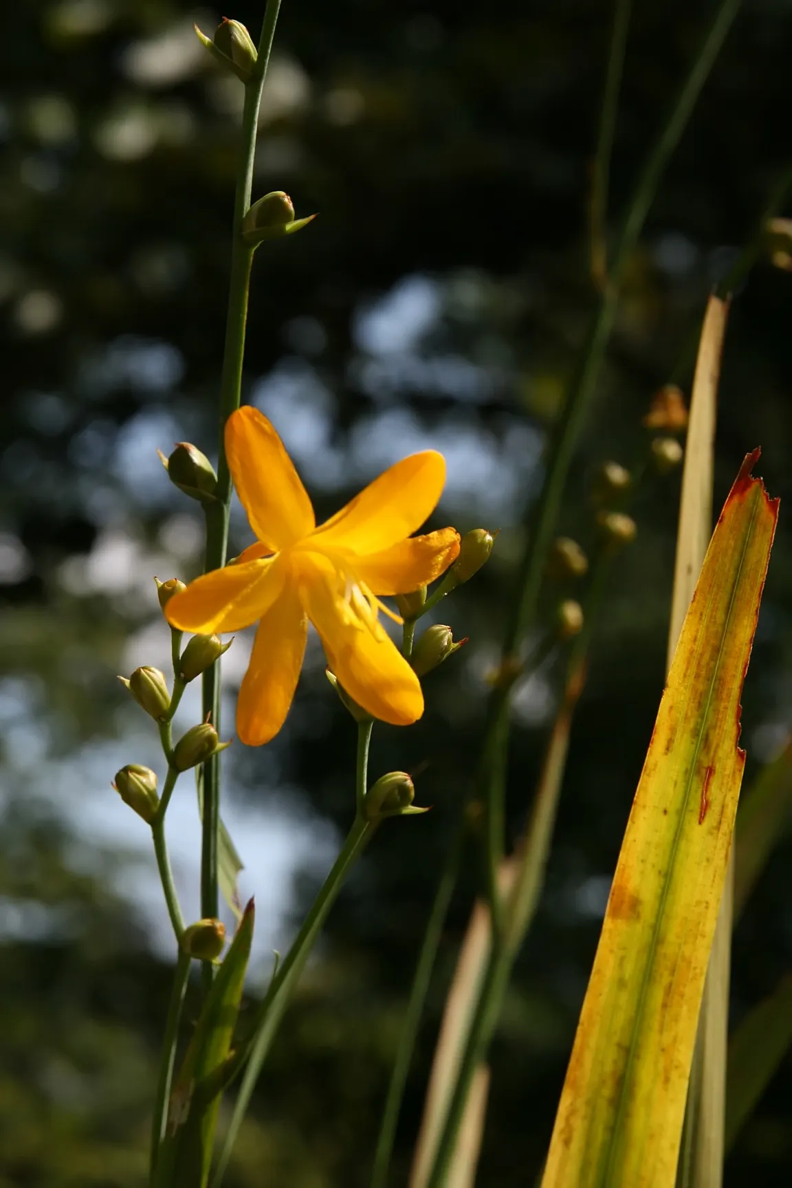 Montebretia (Crocosmia X Crocosmiiflora) — bulb with orange blooms