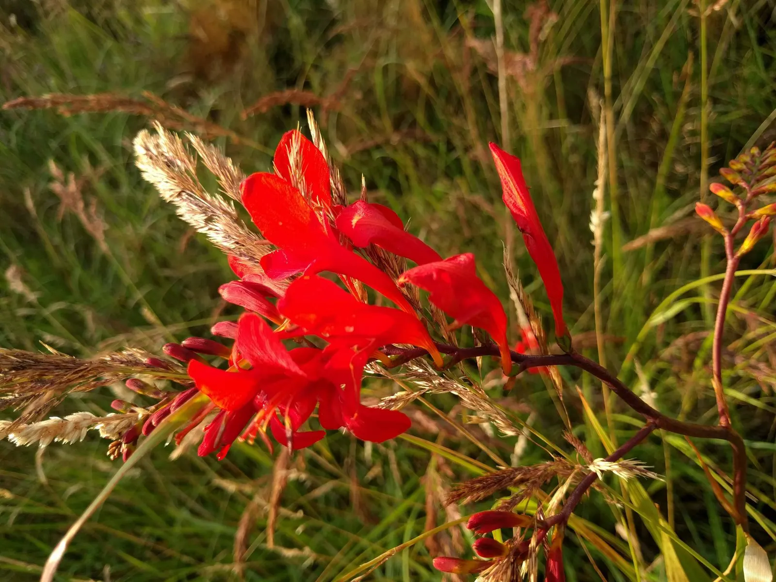 Montebretia (Crocosmia X Crocosmiiflora) — Montebretia is relatively low maintenance
