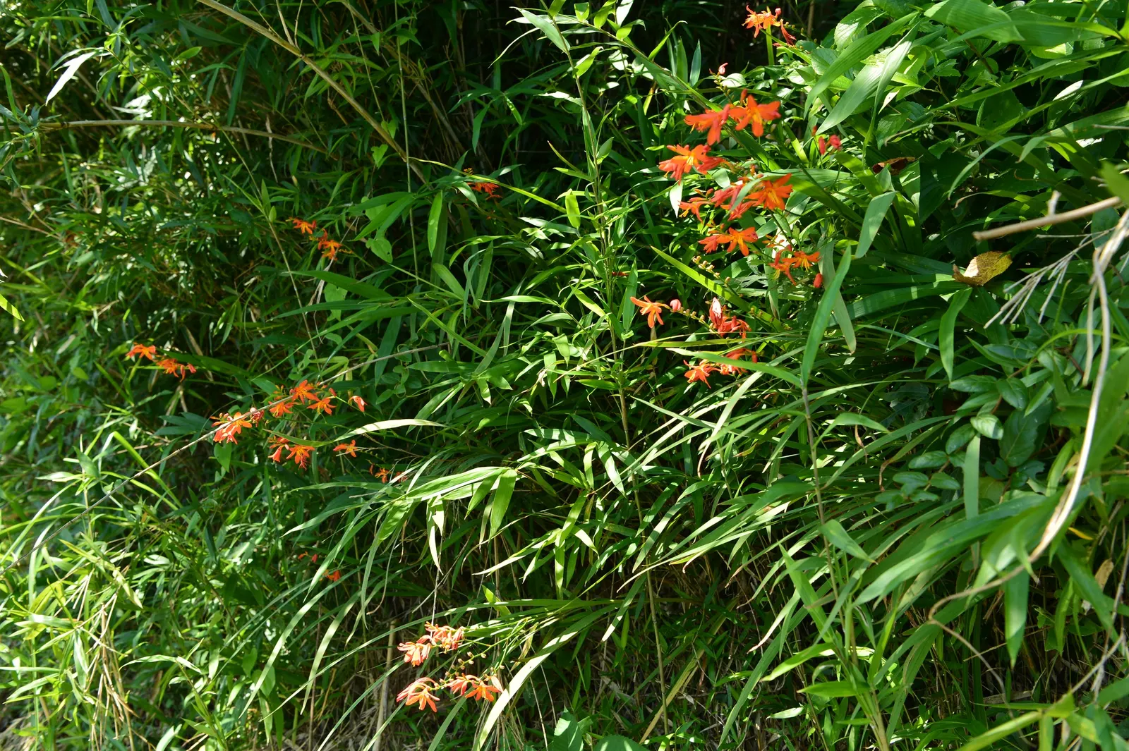 Montebretia (Crocosmia X Crocosmiiflora) — or cottage garden settings