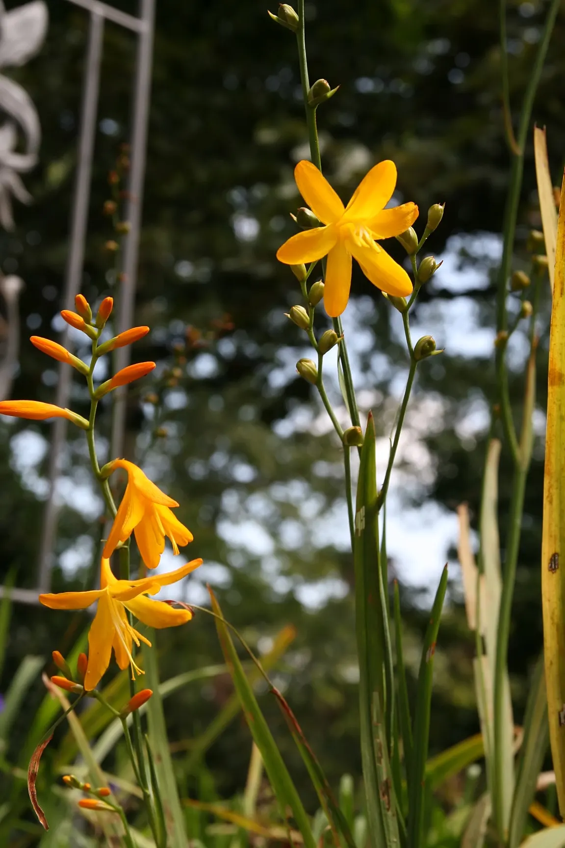 Montebretia (Crocosmia X Crocosmiiflora) — offering both aesthetic appeal and ecological benefits