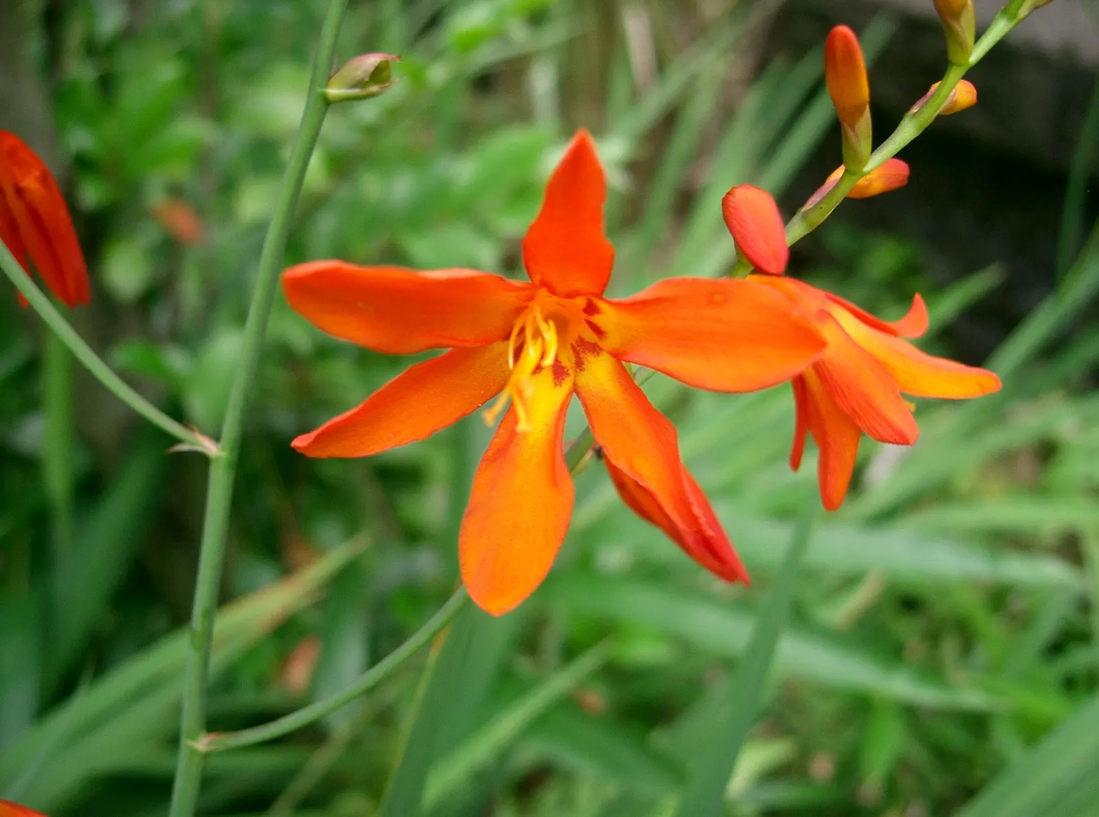 Montebretia (Crocosmia X Crocosmiiflora) — In midsummer to early fall; adding a touch of drama to bouquets with its bold colors and striking form.<br><br>Once