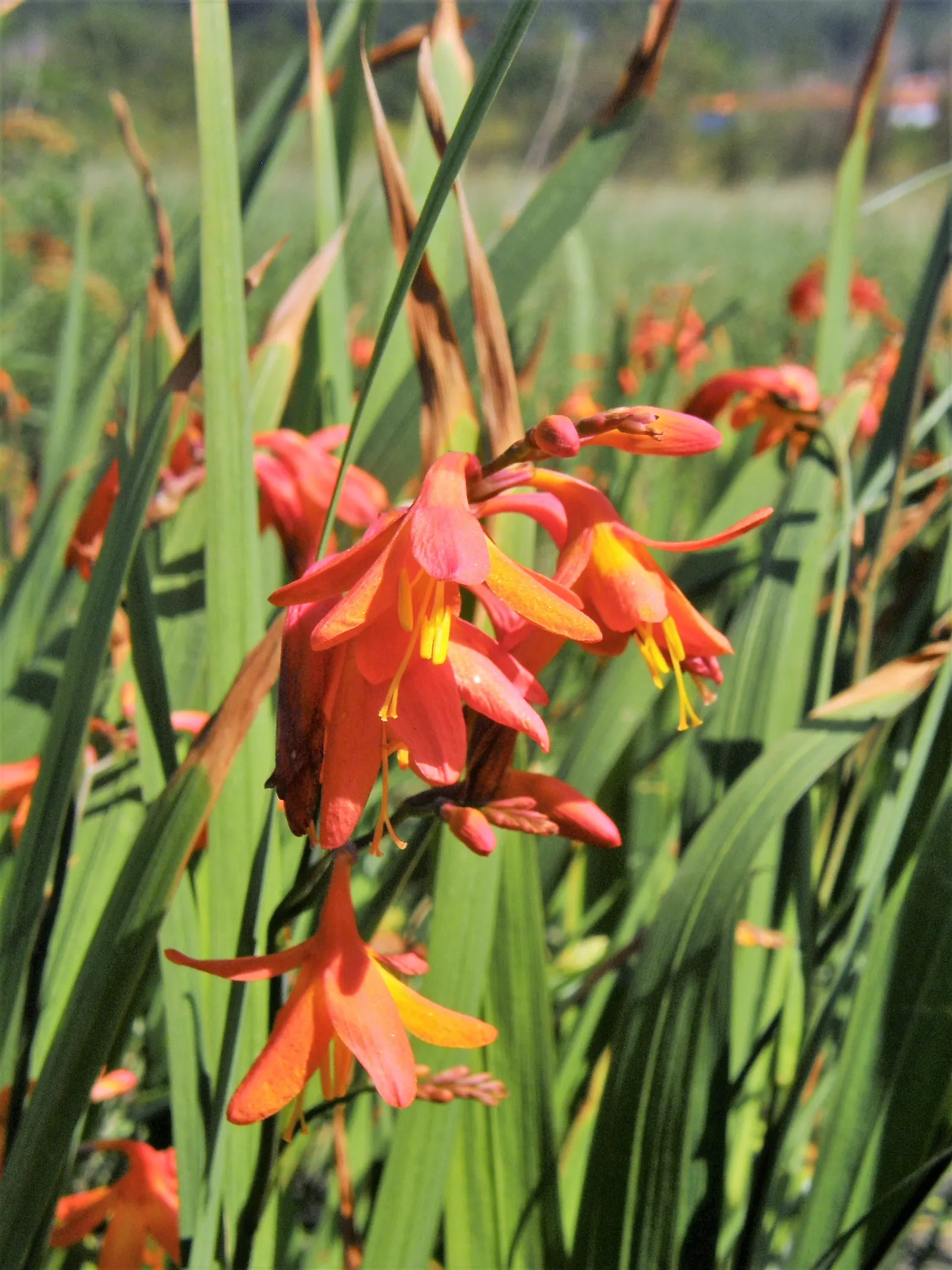 Montebretia (Crocosmia X Crocosmiiflora) — is a striking perennial plant that brings a fiery blaze of color to any garden