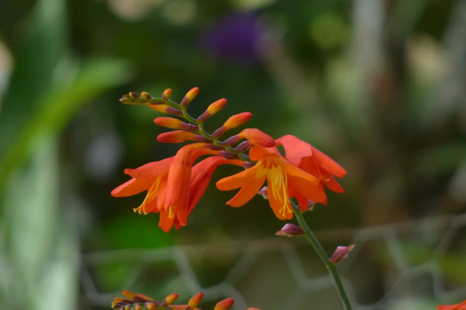 Montebretia (Crocosmia X Crocosmiiflora) — This plant is excellent for cut flower arrangements; ideal for adding a splash of color to borders