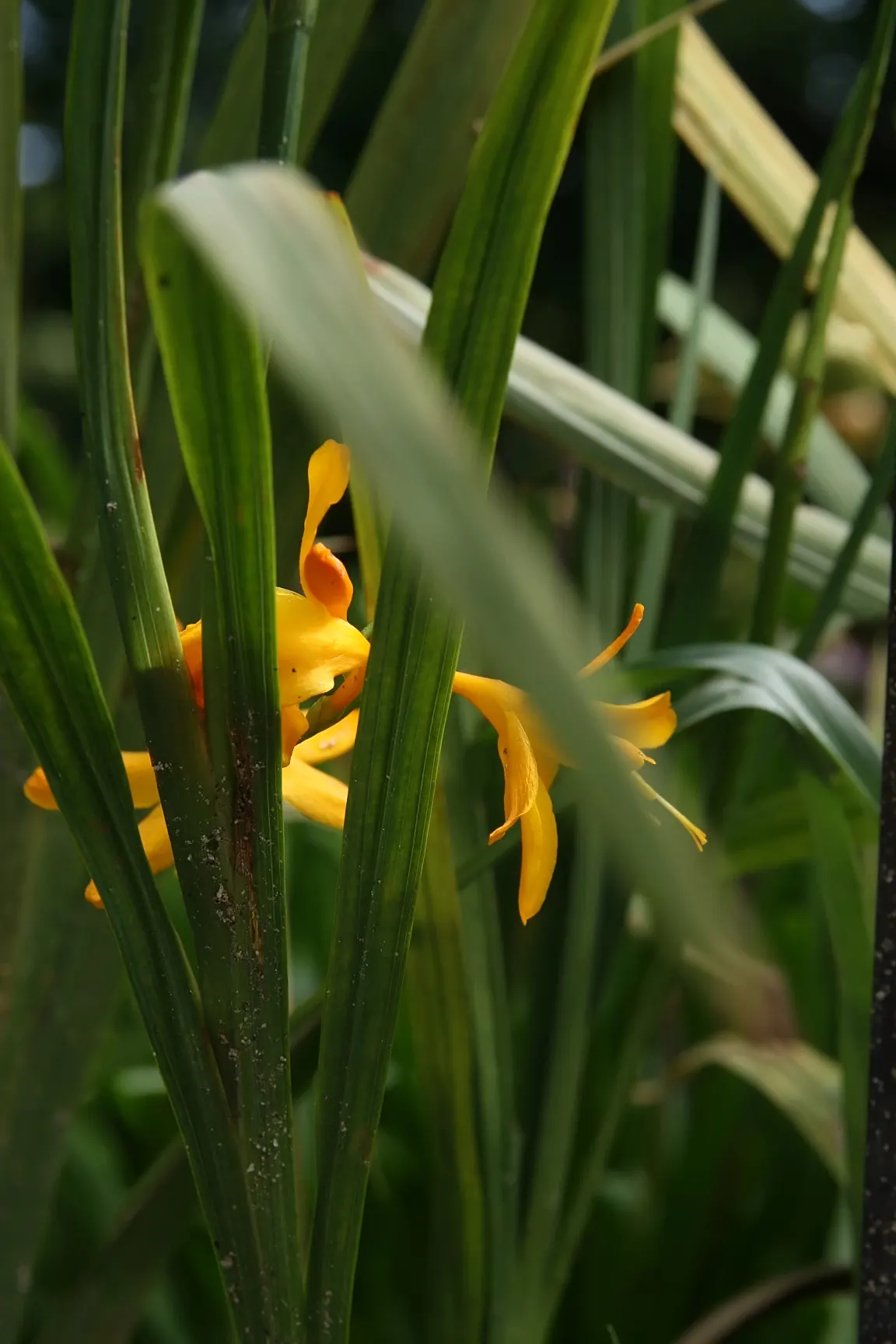 Montebretia (Crocosmia X Crocosmiiflora) — The Montebretia thrives best in USDA hardiness zones 5 through 9