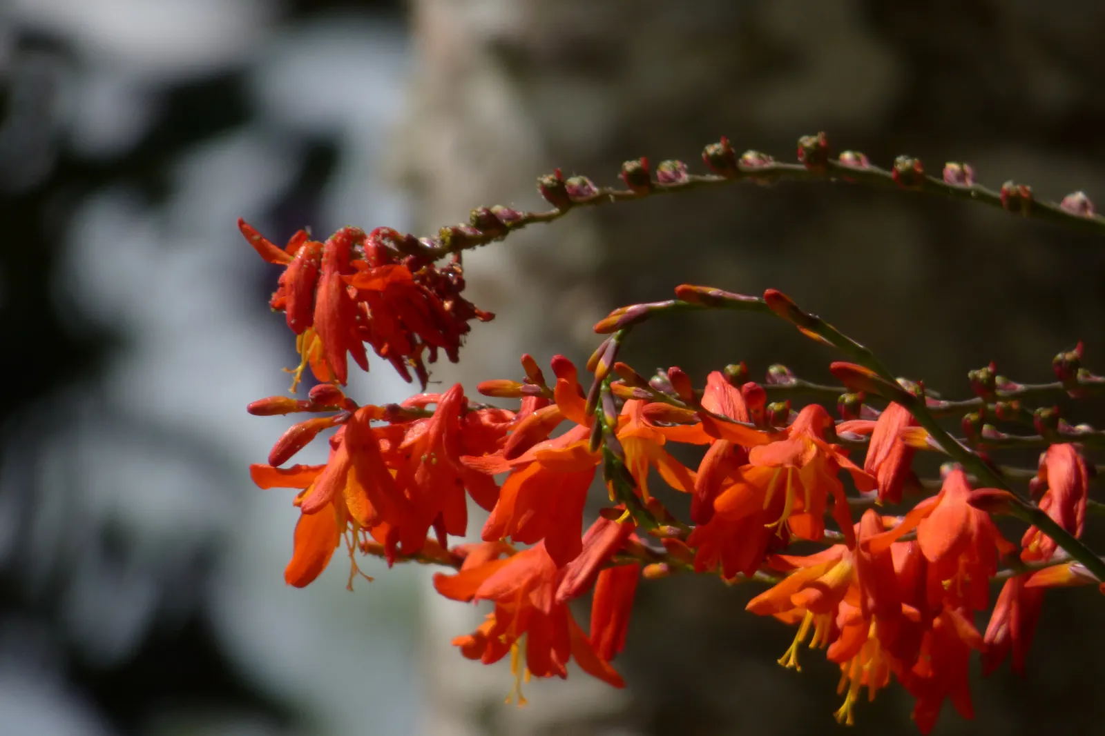 Montebretia (Crocosmia X Crocosmiiflora) — ideal for adding a splash of color to borders
