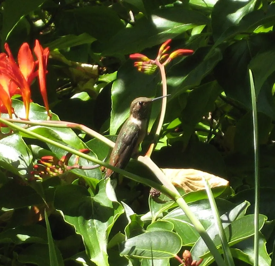 Montebretia (Crocosmia X Crocosmiiflora) — favoring full sun to partial shade exposures.<br><br>Ideally planted in groups