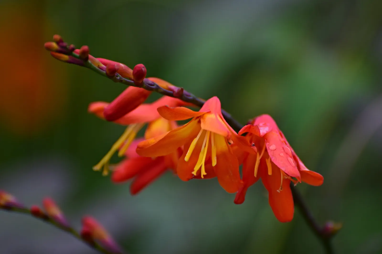 Montebretia (Crocosmia X Crocosmiiflora) — predominantly in hues of red