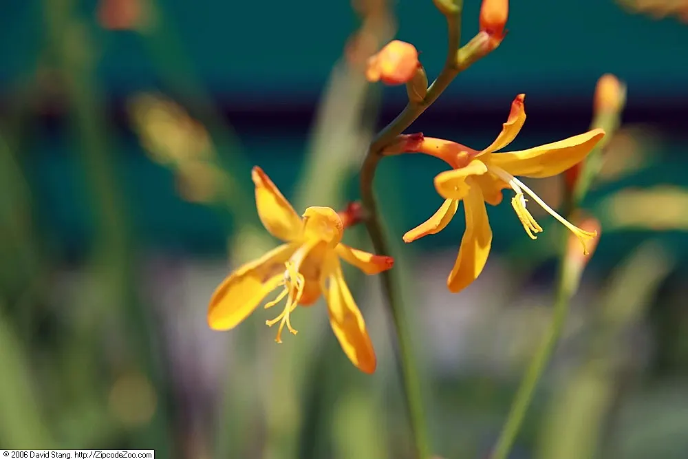Montebretia (Crocosmia X Crocosmiiflora) — as it is not tolerant of waterlogged conditions