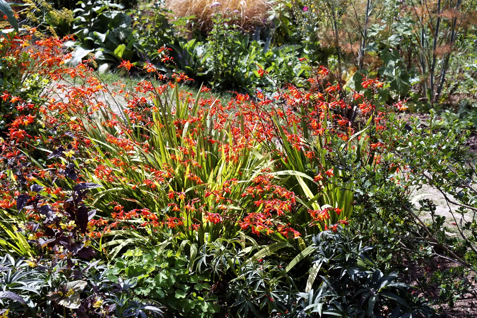 Montebretia (Crocosmia X Crocosmiiflora) — Plant in well-drained soil for optimal growth; drought tolerant once established; ideal for adding a splash of color