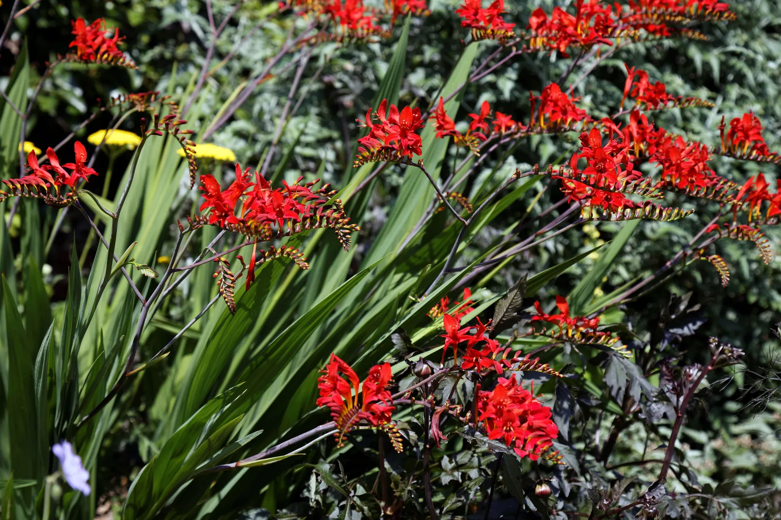 Montebretia (Crocosmia X Crocosmiiflora) — it can reach heights of about 2 to 4 feet and typically spreads up to 1.5 feet