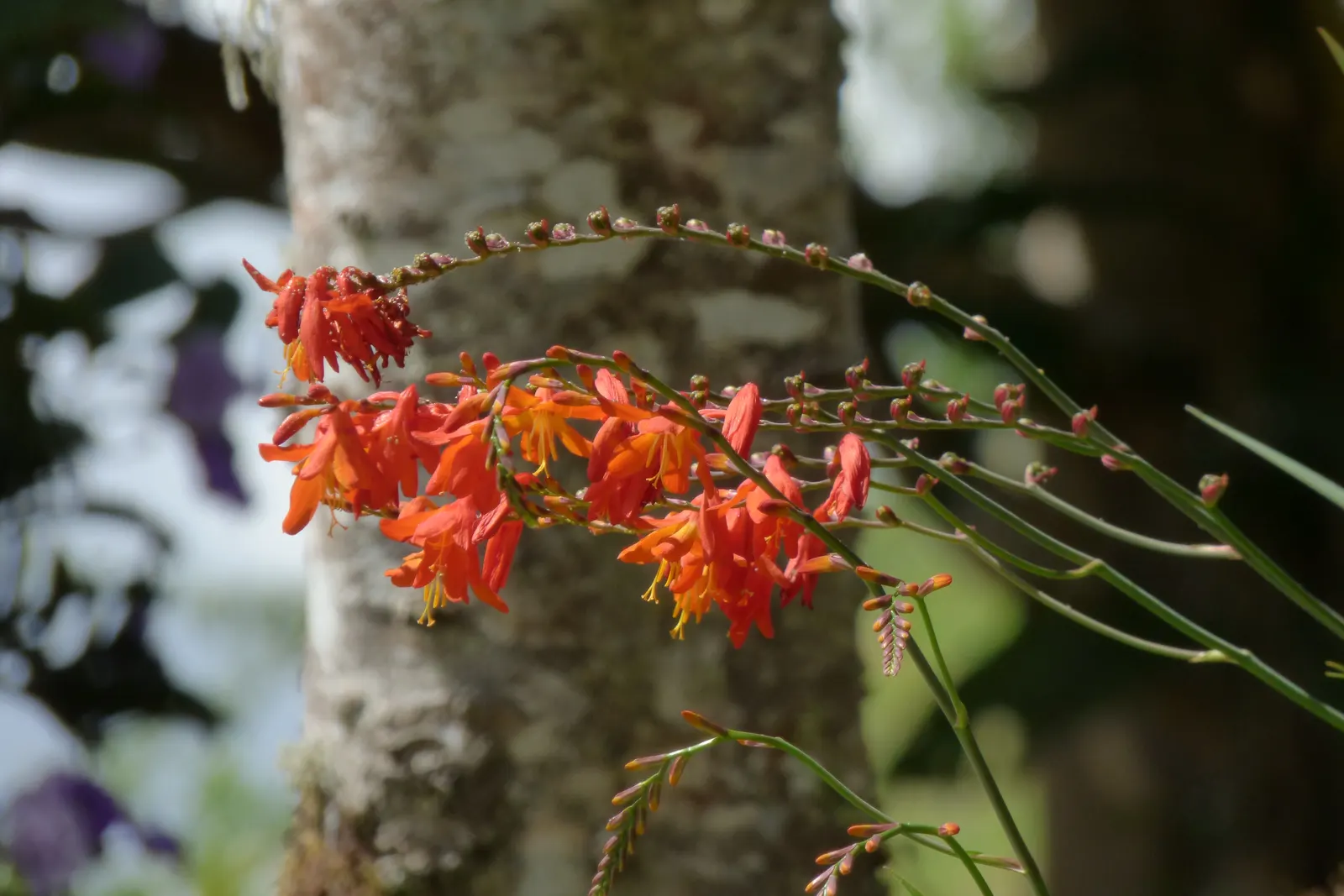 Montebretia (Crocosmia X Crocosmiiflora) — it can reach heights of about 2 to 4 feet and typically spreads up to 1.5 feet; offering both aesthetic appeal and