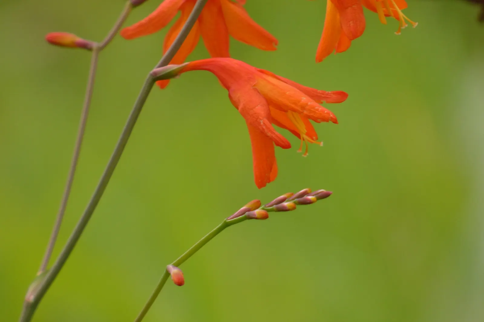 Montebretia (Crocosmia X Crocosmiiflora) — providing a late-season feast of color when many other plants have faded; offering both aesthetic appeal and