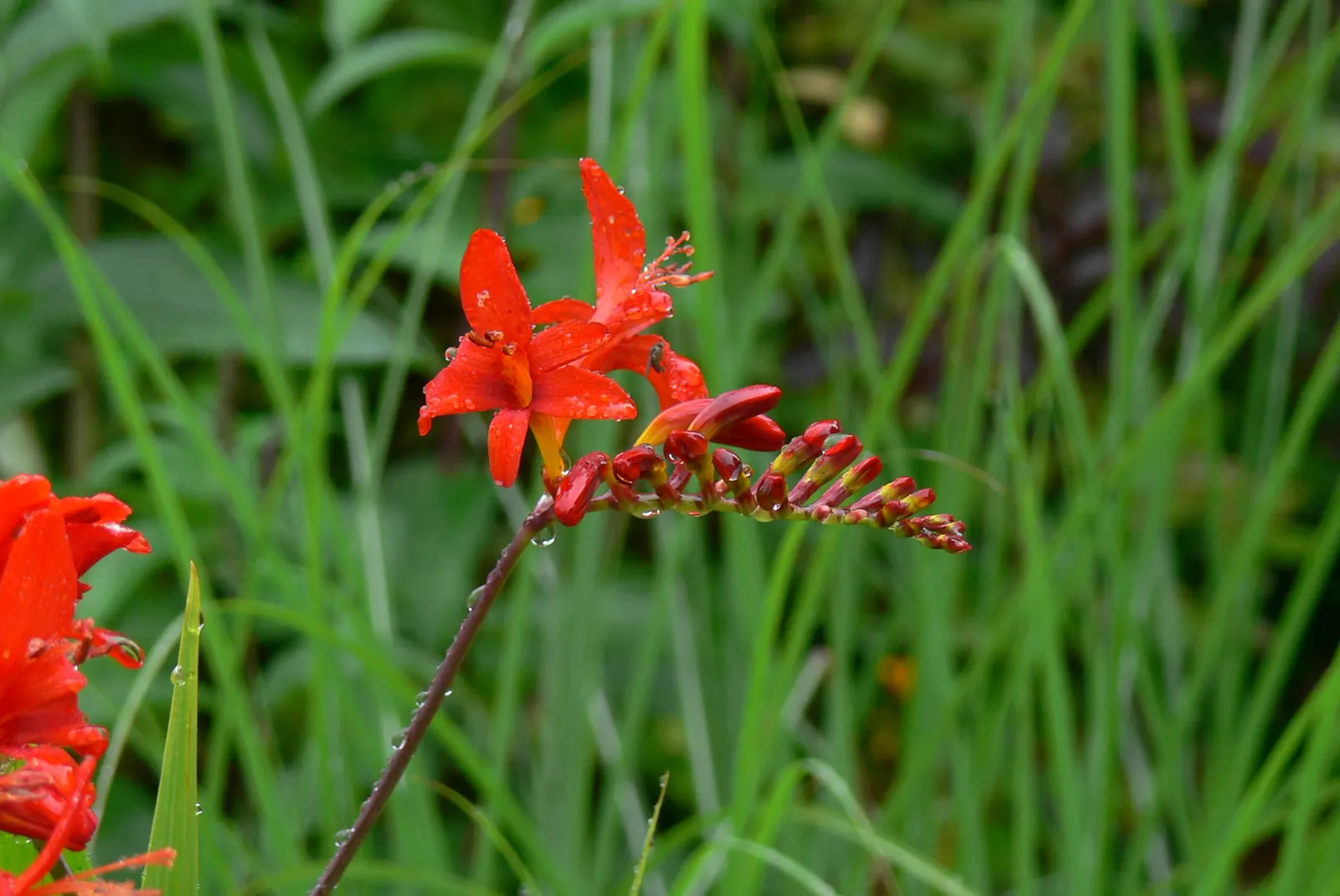Montebretia (Crocosmia X Crocosmiiflora) — Plant in well-drained soil for optimal growth; drought tolerant once established