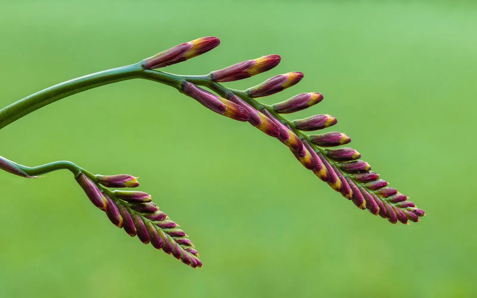 Montebretia (Crocosmia X Crocosmiiflora) — Known for its sword-like foliage and brilliant; adding a touch of drama to bouquets with its bold colors and