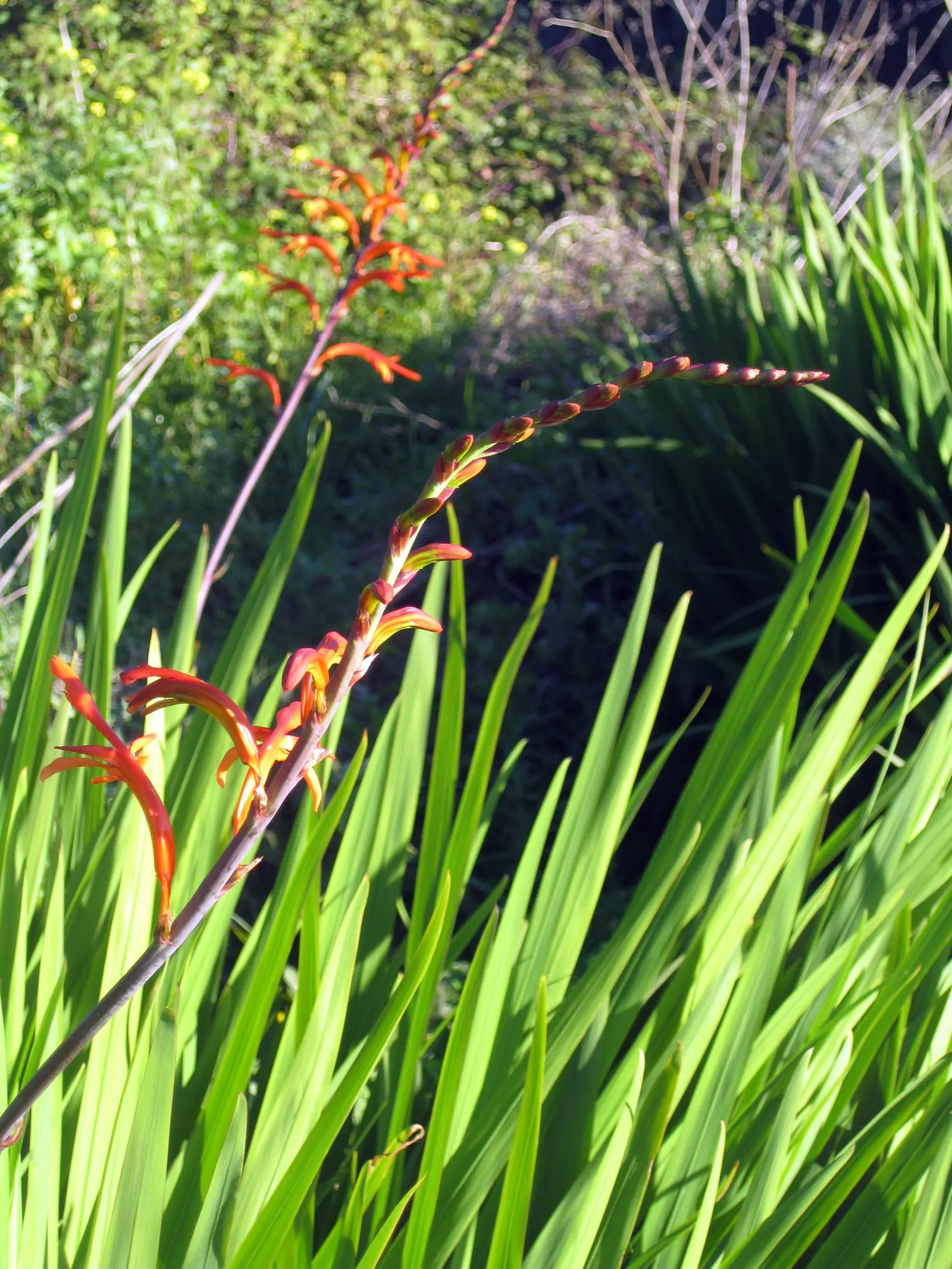 Montebretia (Crocosmia X Crocosmiiflora) — providing a late-season feast of color when many other plants have faded