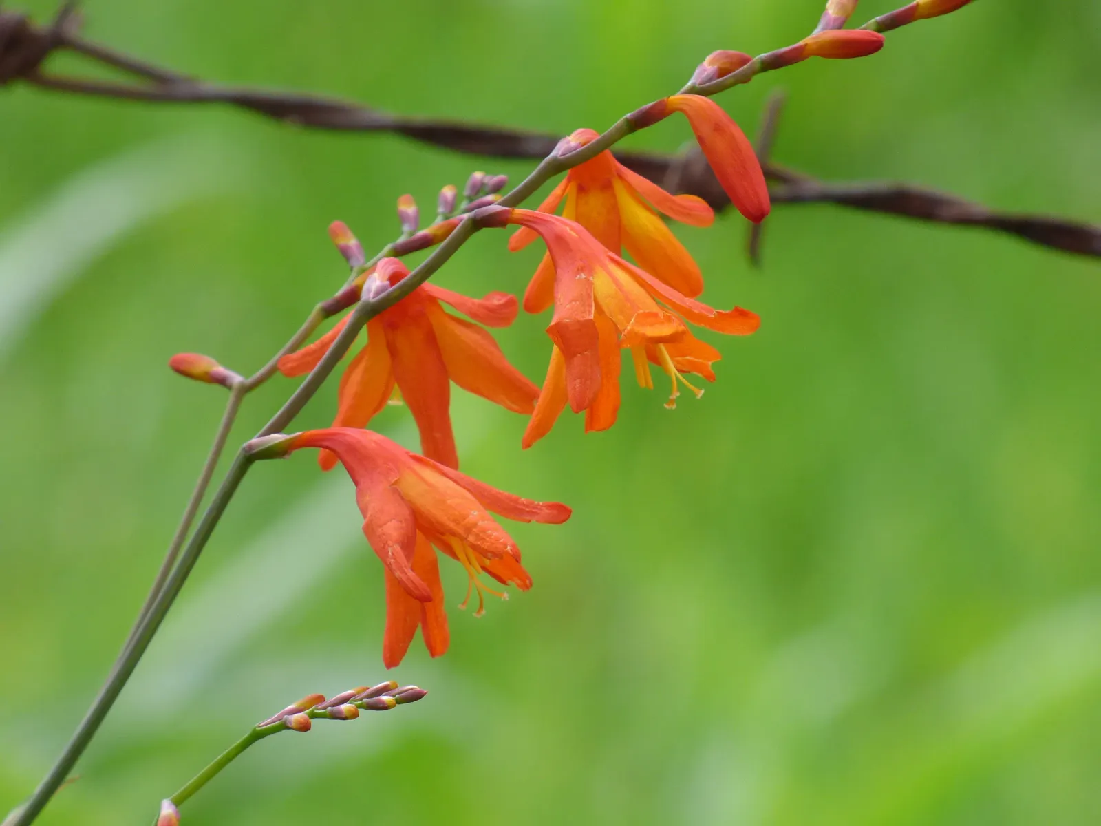 Montebretia (Crocosmia X Crocosmiiflora) — These blossoms emerge in mid to late summer and continue to adorn the garden into early fall; adding a touch of