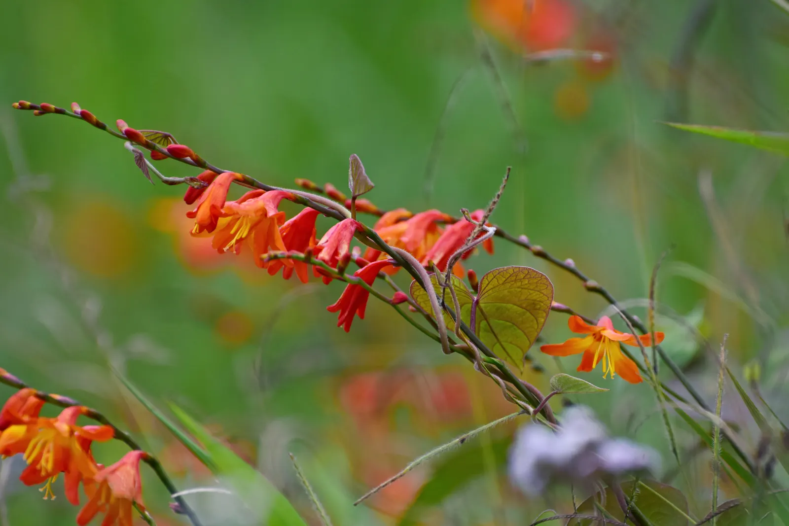 Montebretia (Crocosmia X Crocosmiiflora) — favoring full sun to partial shade exposures.<br><br>Ideally planted in groups; these blossoms emerge in mid to late