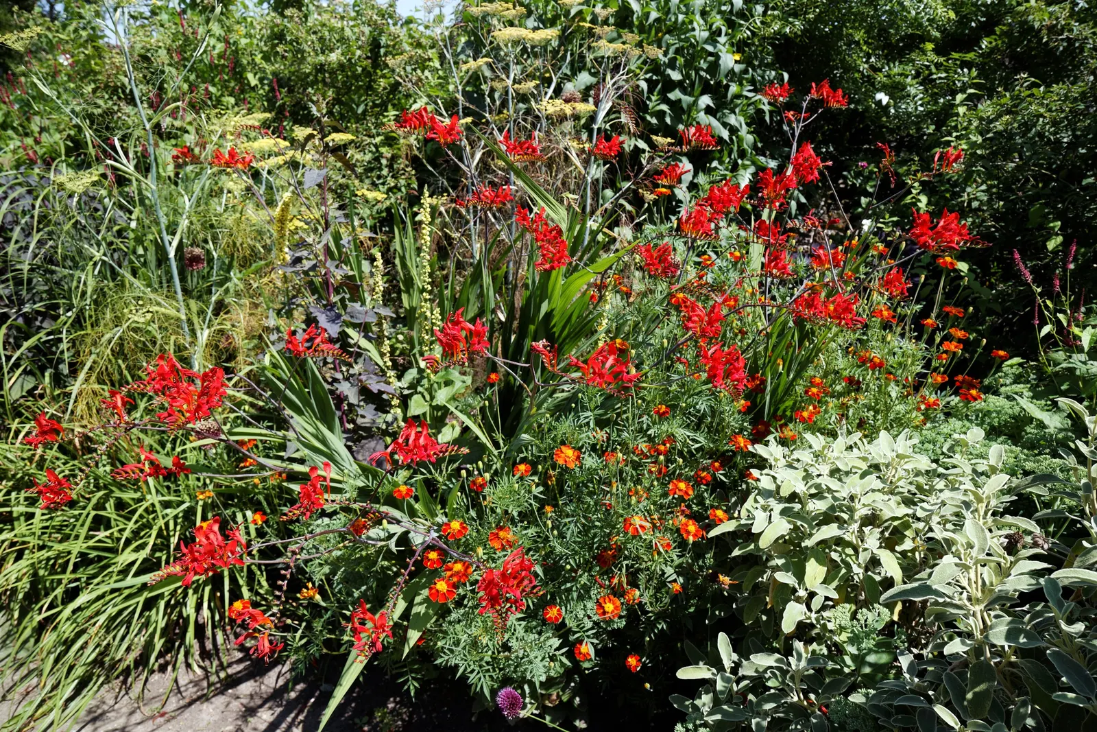 Montebretia (Crocosmia X Crocosmiiflora) — Montebretia, or Crocosmia x crocosmiiflora, thrives in USDA zones 5-9, favoring full sun to partial shade
