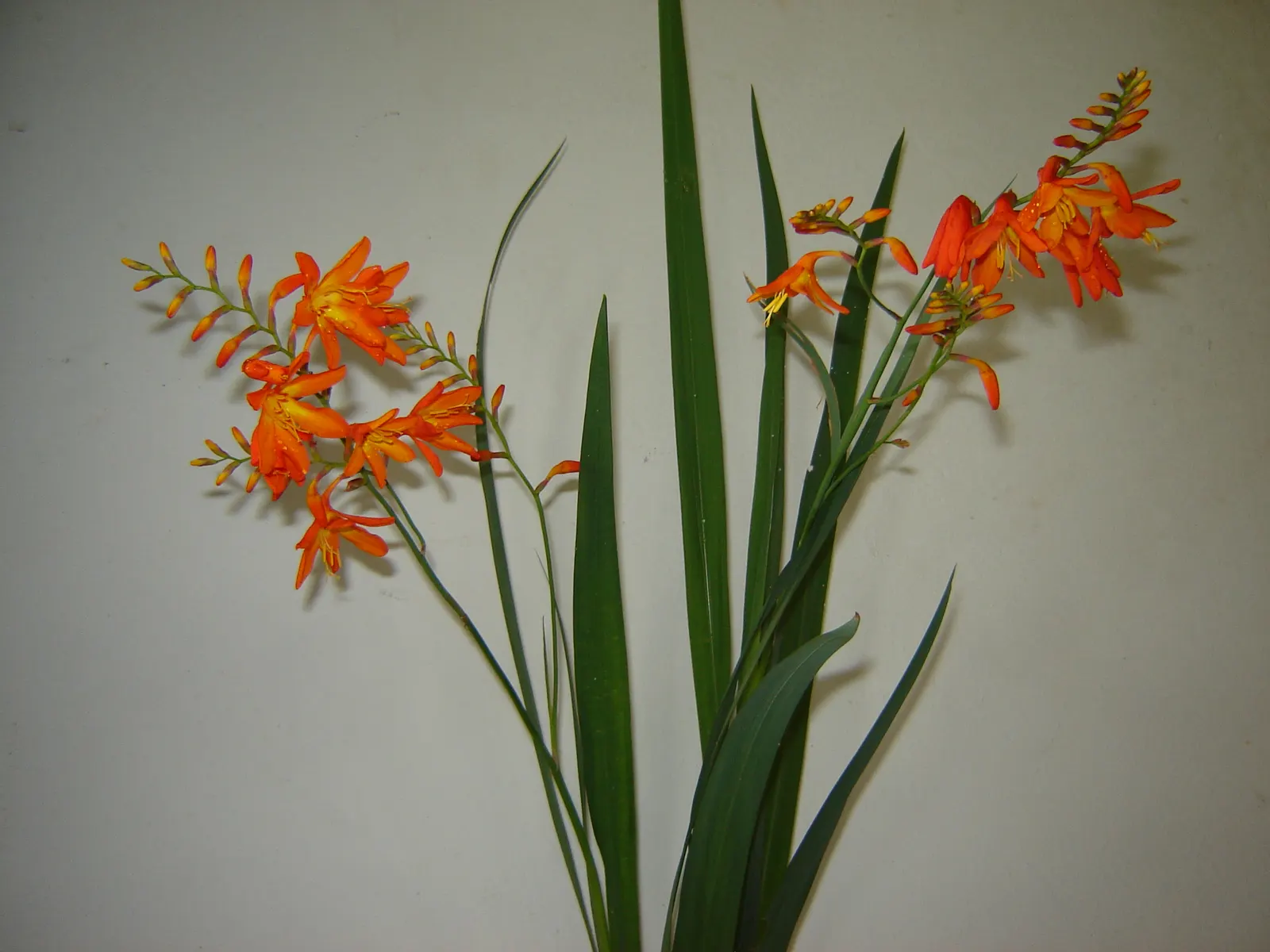 Montebretia (Crocosmia X Crocosmiiflora) — Crocosmia x crocosmiiflora prefers well-draining soil and moderate watering; adding a touch of drama to bouquets