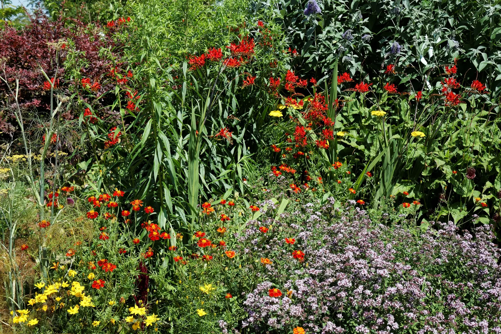 Montebretia (Crocosmia X Crocosmiiflora) — Crocosmia x crocosmiiflora prefers well-draining soil and moderate watering