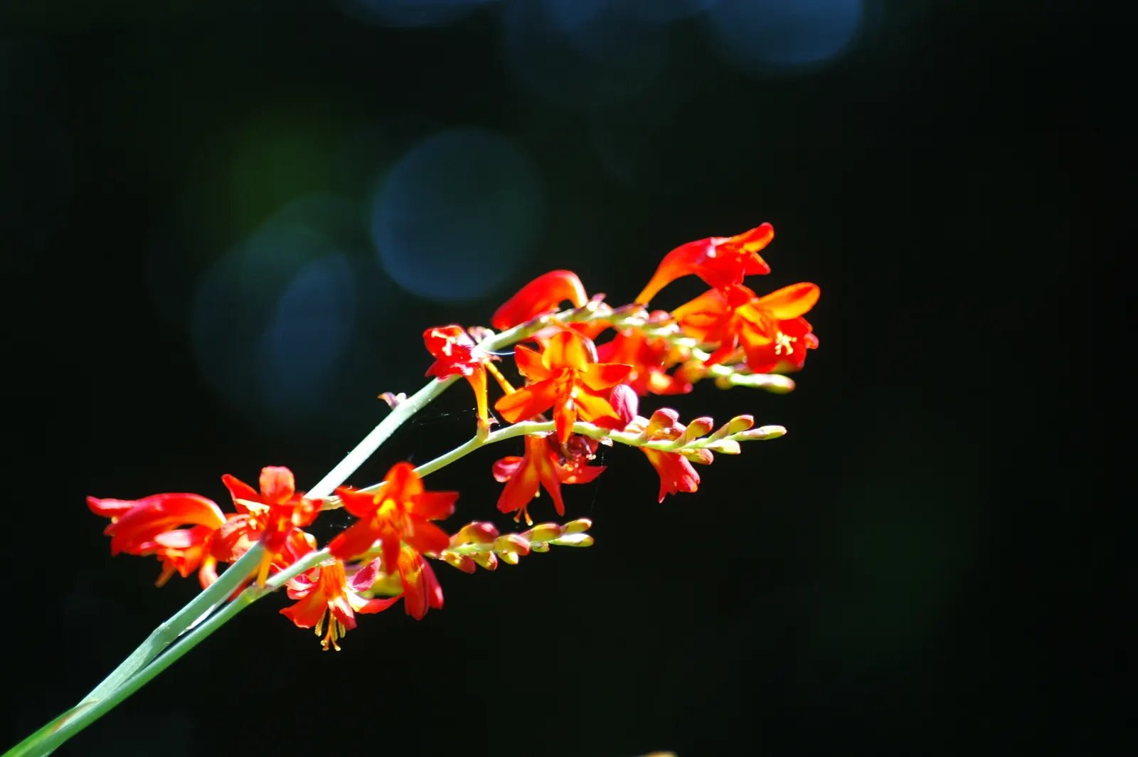 Montebretia (Crocosmia X Crocosmiiflora) — enriching the biodiversity of its surroundings