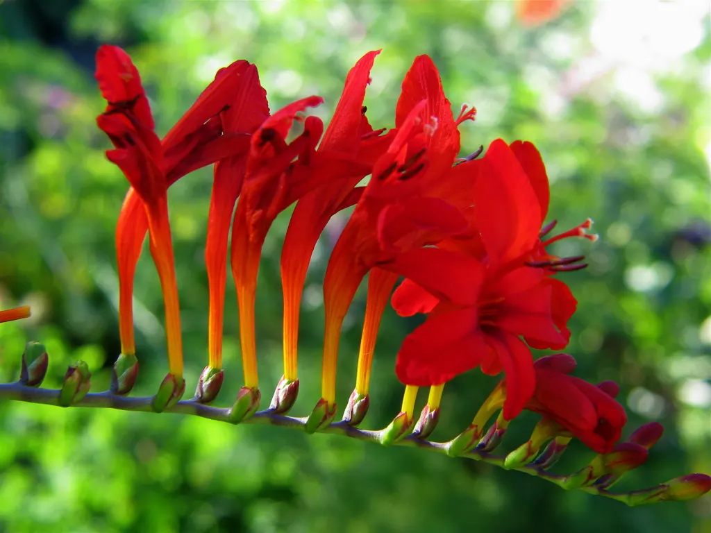 Montebretia (Crocosmia X Crocosmiiflora) — These blossoms emerge in mid to late summer and continue to adorn the garden into early fall