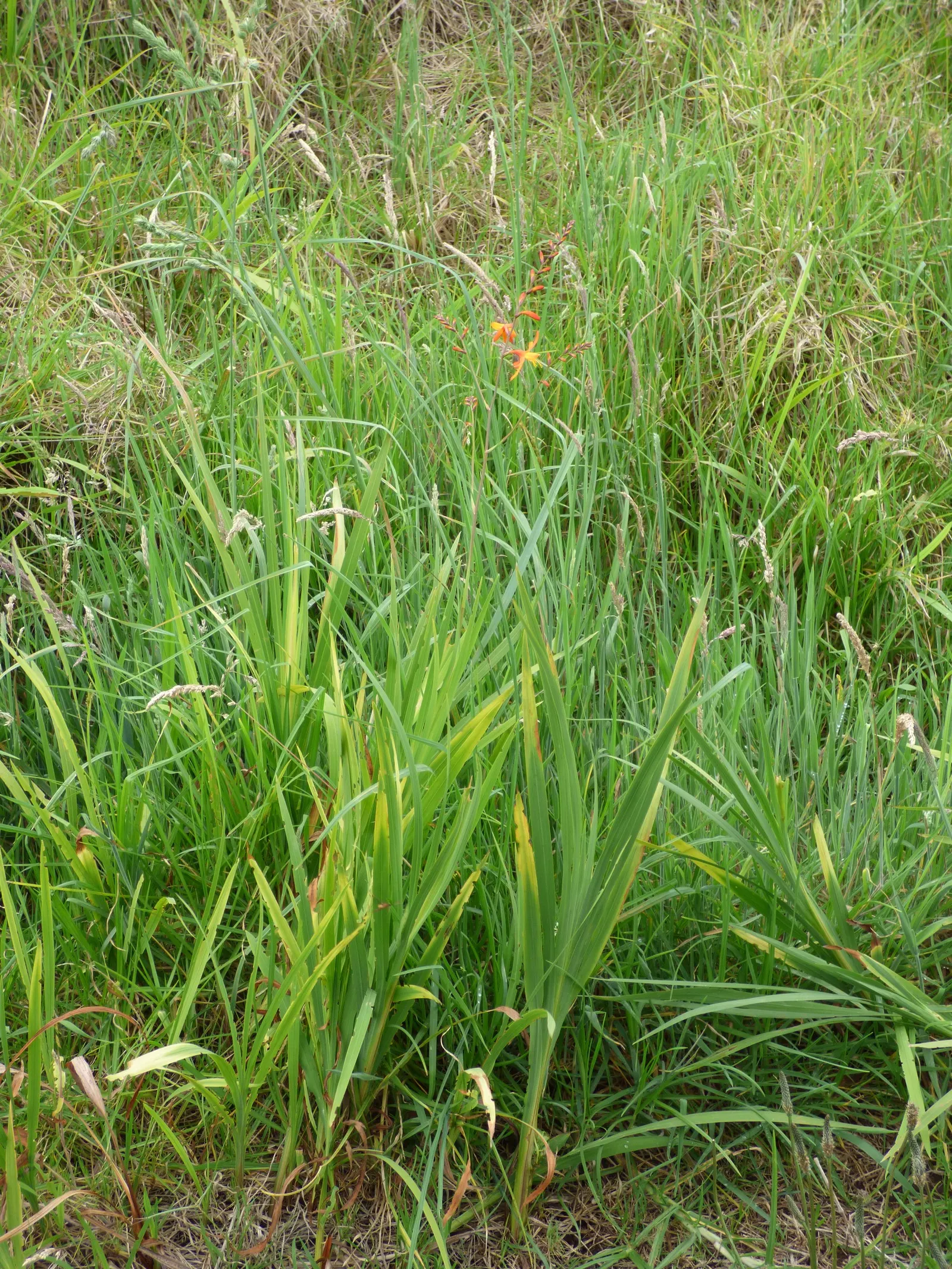 Montebretia (Crocosmia X Crocosmiiflora) — reminiscent of glowing embers; these blossoms emerge in mid to late summer and continue to adorn the garden into