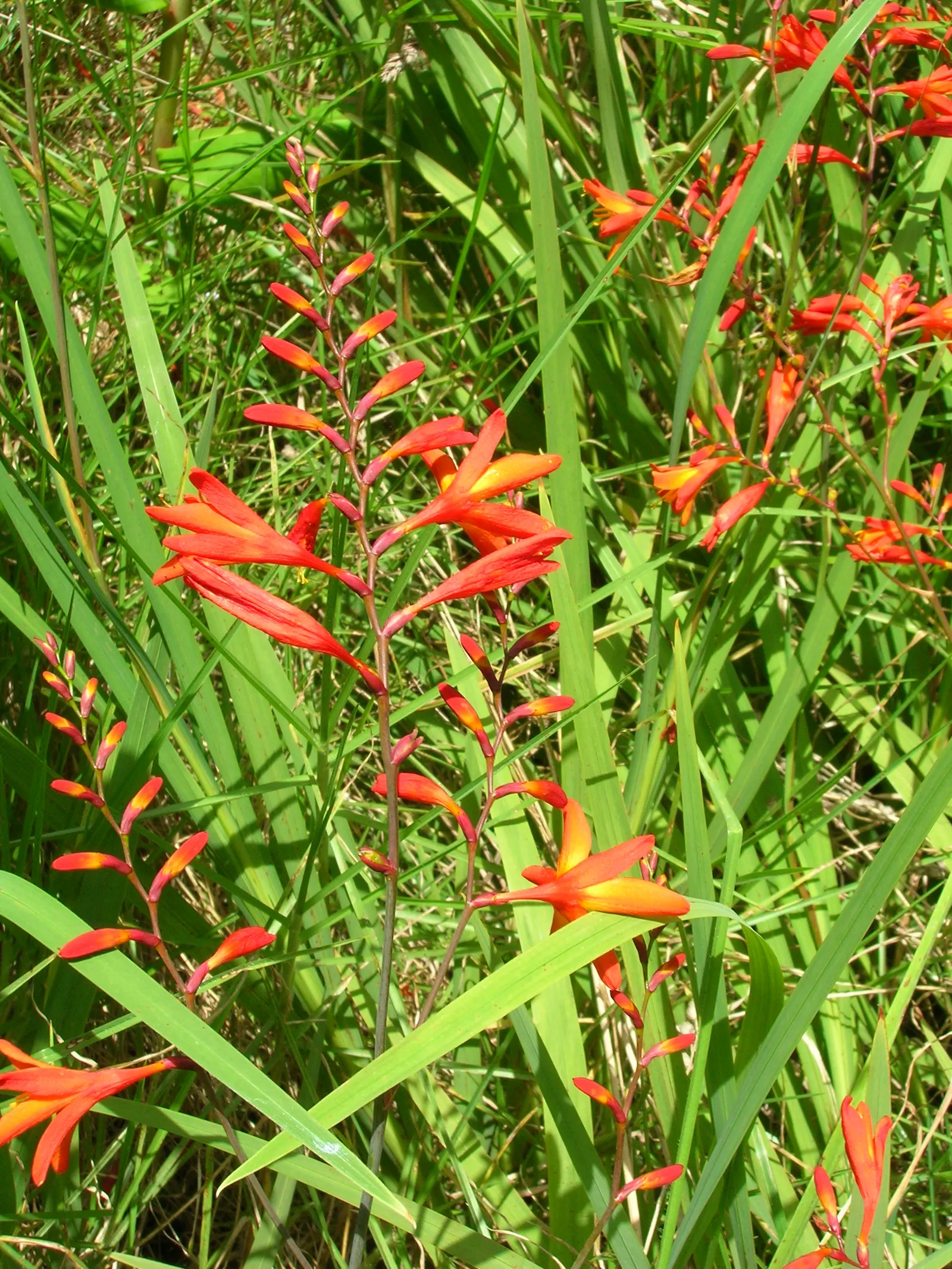Montebretia (Crocosmia X Crocosmiiflora) — is a striking perennial plant that brings a fiery blaze of color to any garden; these blossoms emerge in mid to late