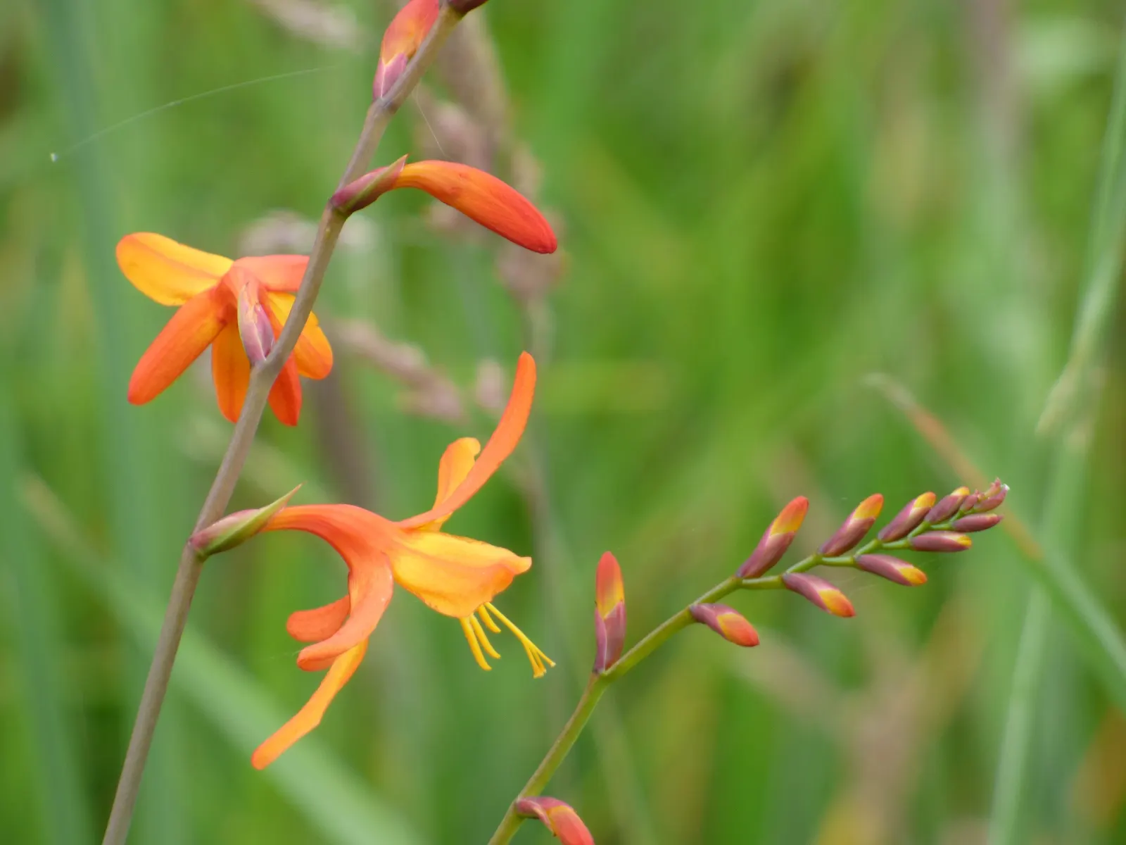 Montebretia (Crocosmia X Crocosmiiflora) — Montebretia, or Crocosmia x crocosmiiflora, thrives in USDA zones 5-9, favoring full sun to partial shade; ideal for