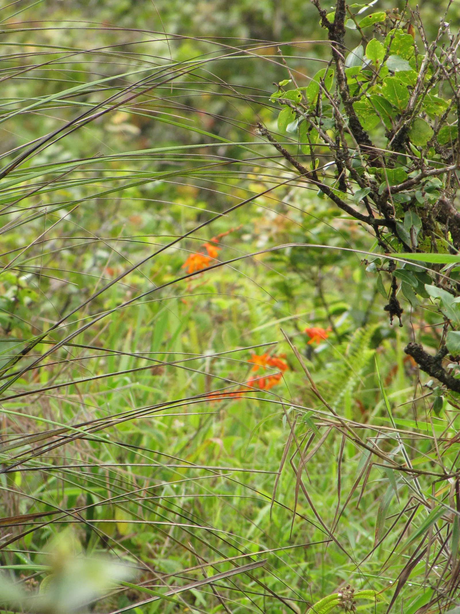 Montebretia (Crocosmia X Crocosmiiflora) — as it is not tolerant of waterlogged conditions; offering both aesthetic appeal and ecological benefits