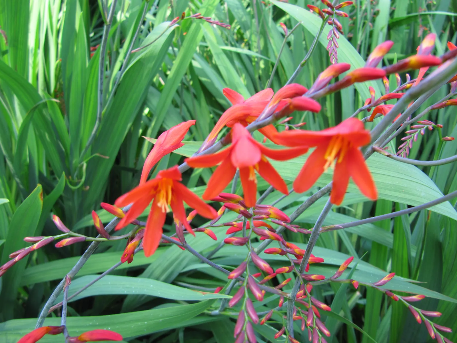 Montebretia (Crocosmia X Crocosmiiflora) — This plant is excellent for cut flower arrangements