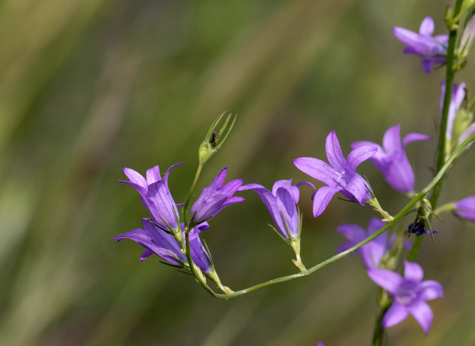 Bellflower (Campanula 'Jelly Bells') — Its upright stems reach 18-24 inches tall and spread up to 12 inches wide, thriving in full sun to part shade
