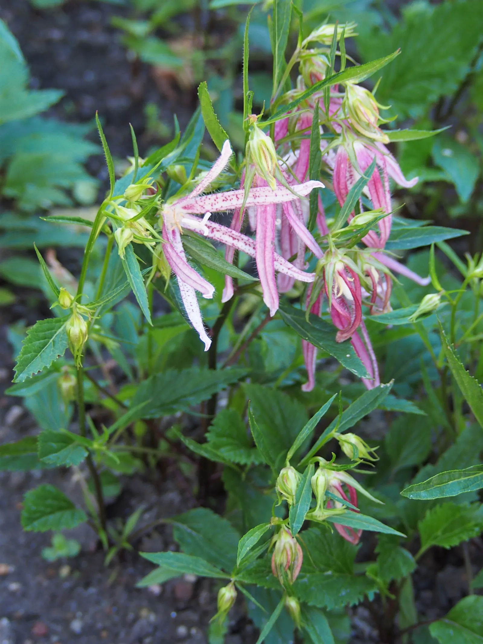 Bellflower (Campanula 'Jelly Bells') — and the overall spread of the plant can span from 12 to 24 inches.<br><br>In addition to its visual appeal; it prefers